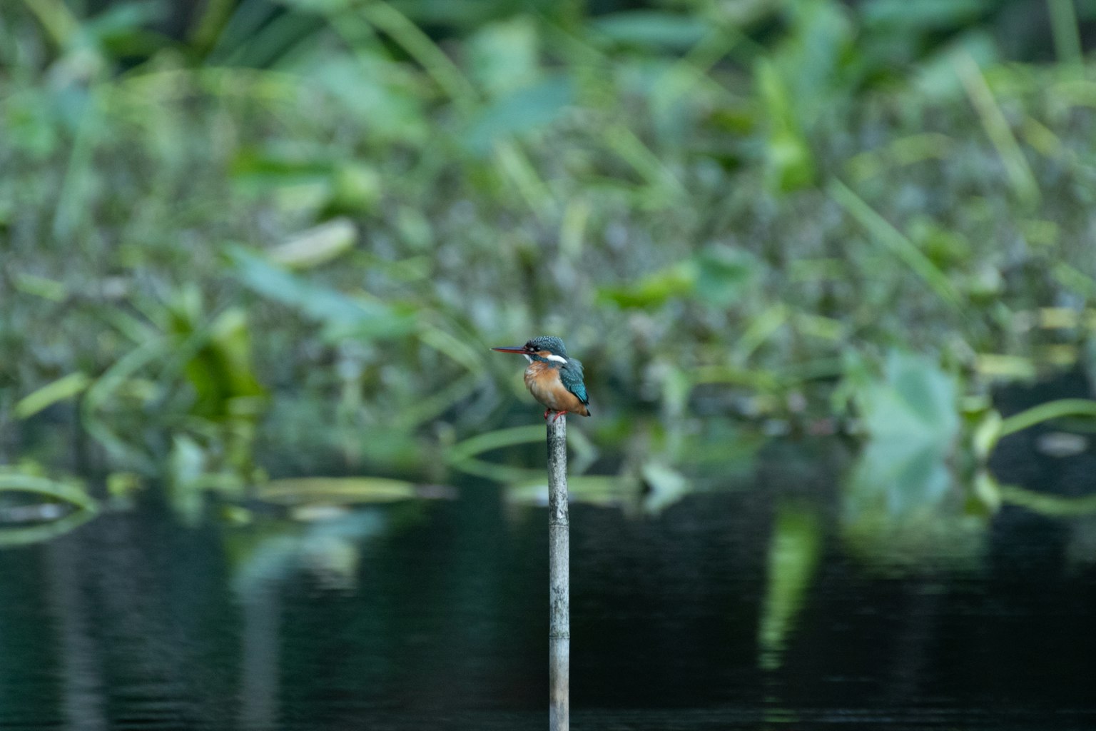 A small blue bird perched on a pole by the water