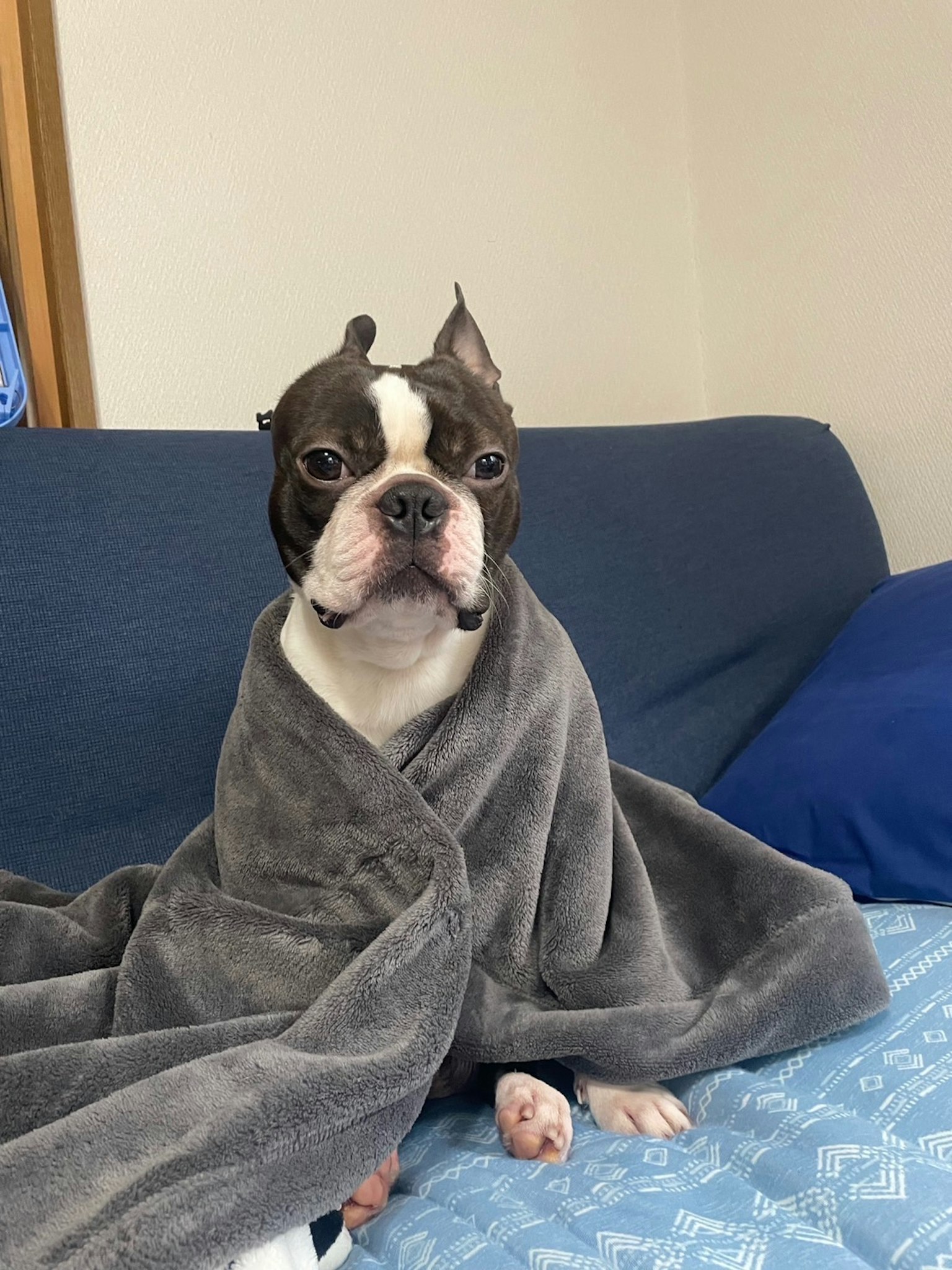 Boston Terrier wrapped in a blanket sitting on a sofa