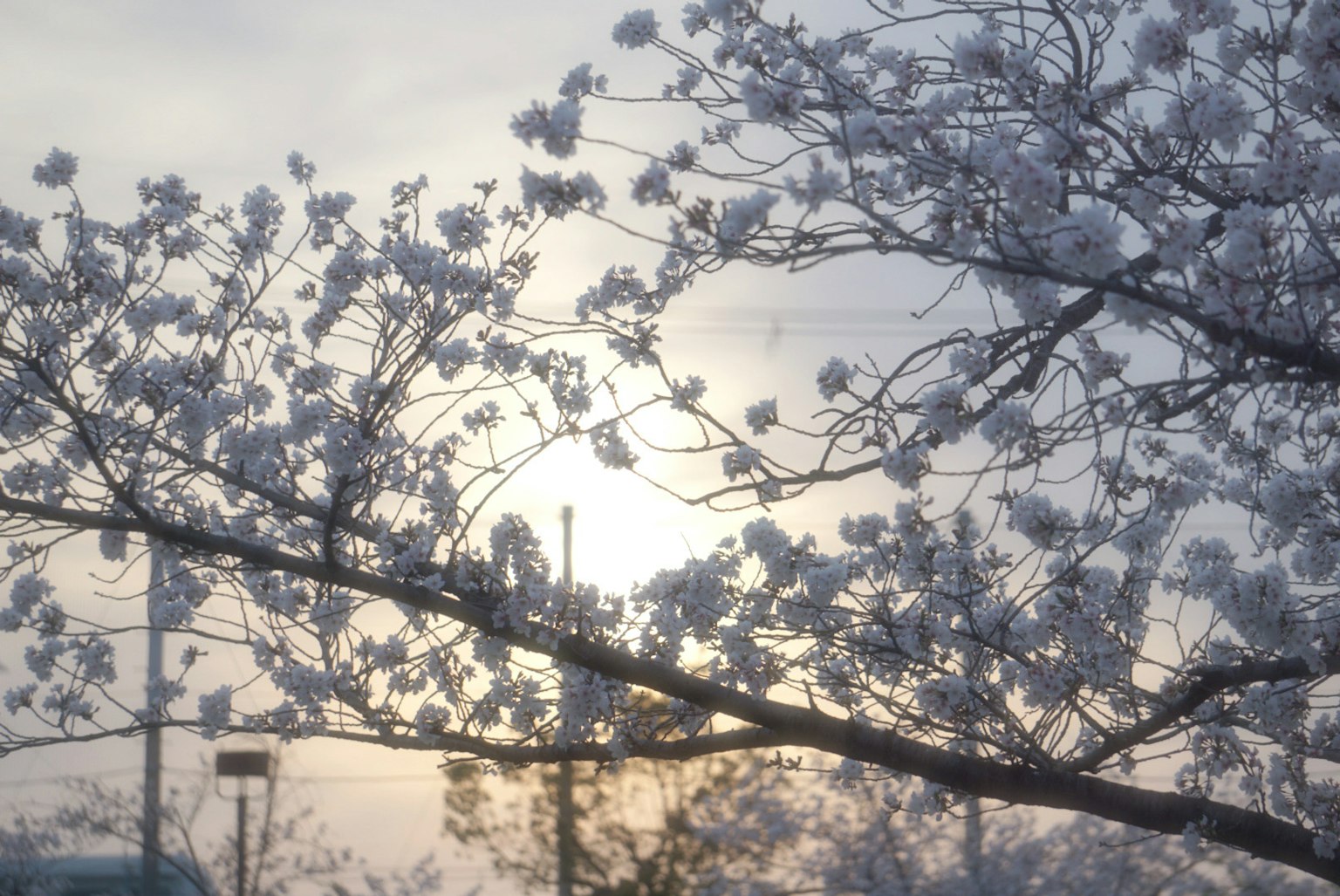 Cherry blossom branches with soft light in the background