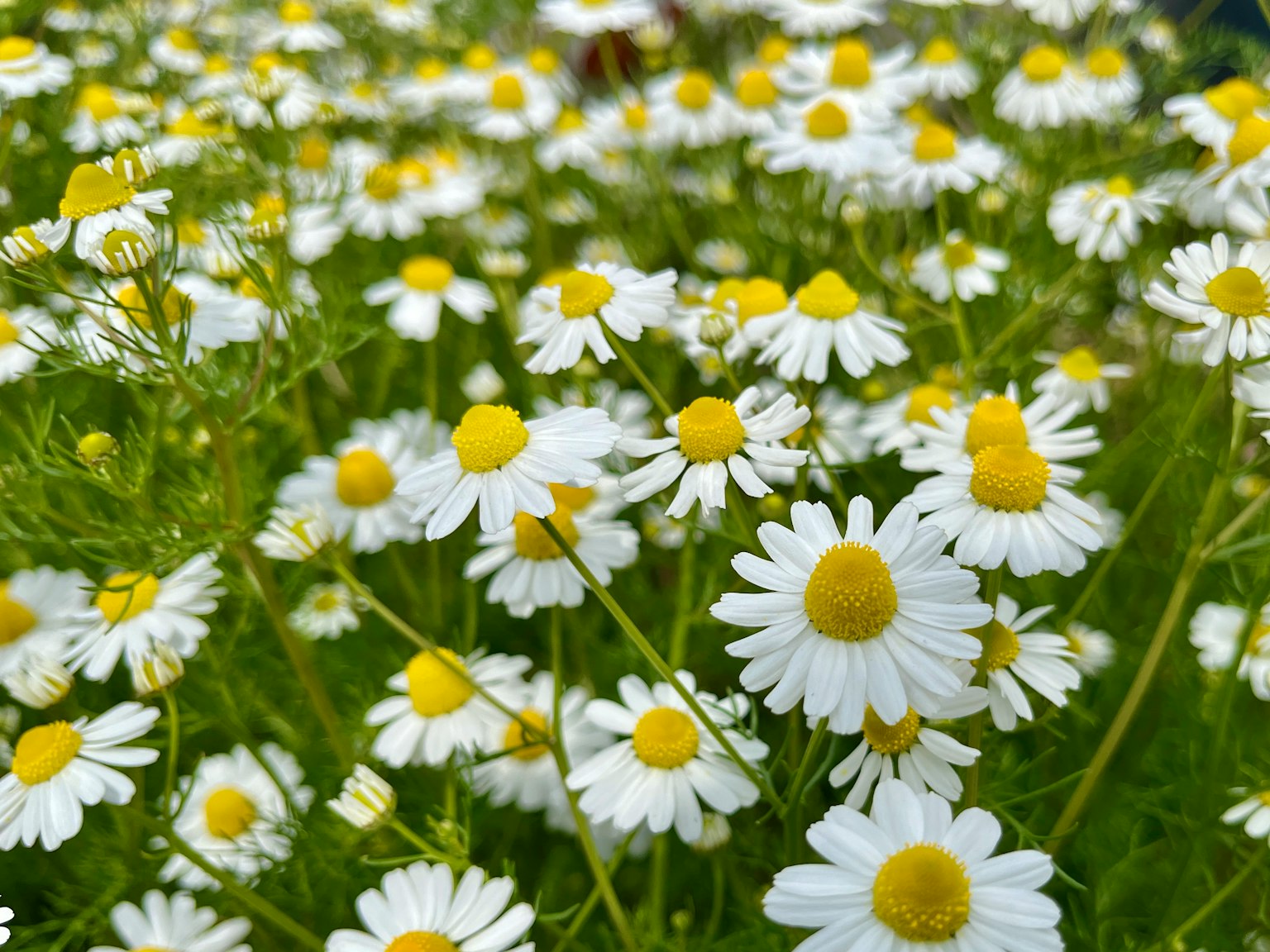 一簇白色花瓣和黃色中心的雛菊