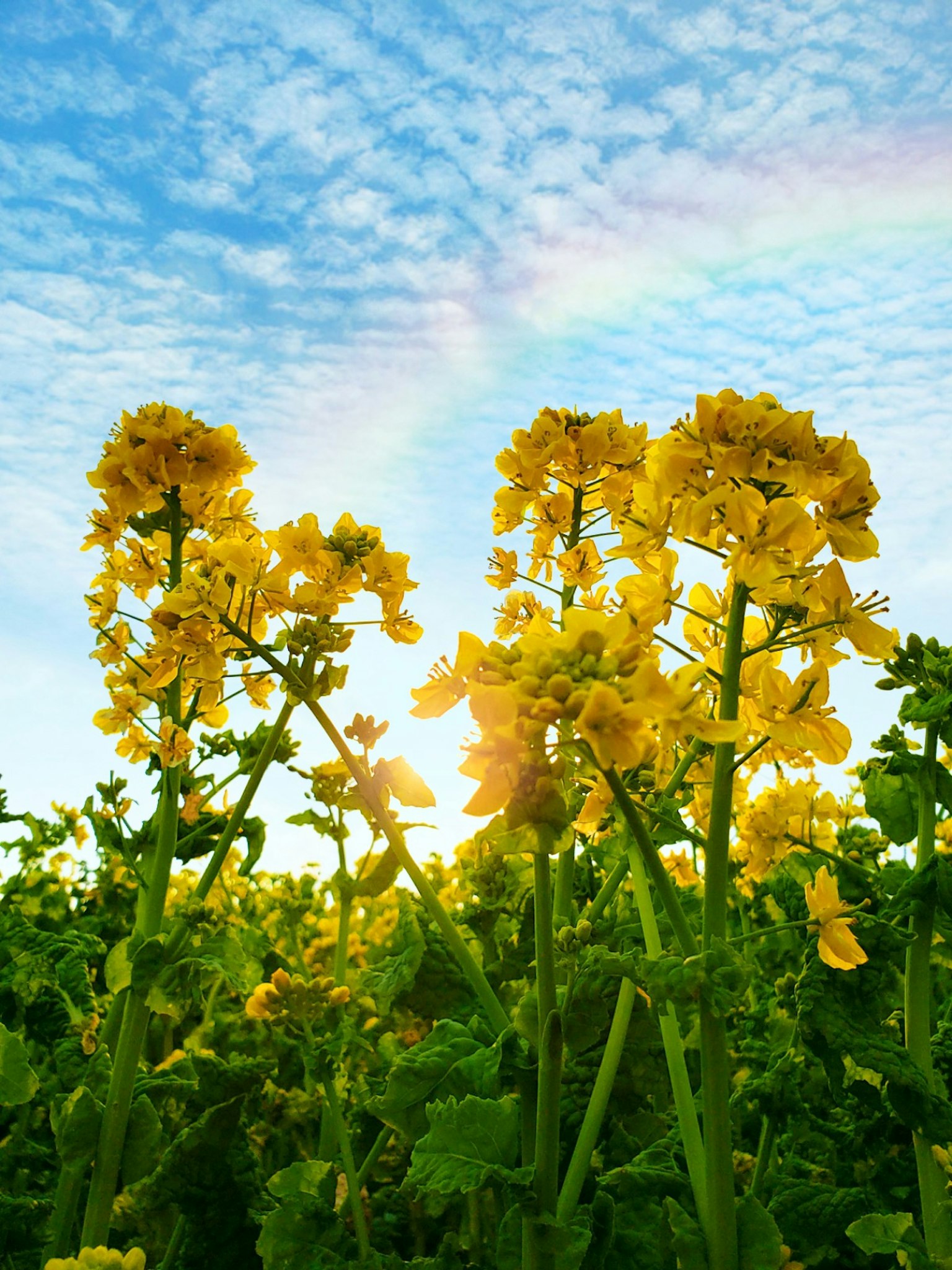 Flores amarillas bajo un cielo azul con un arcoíris