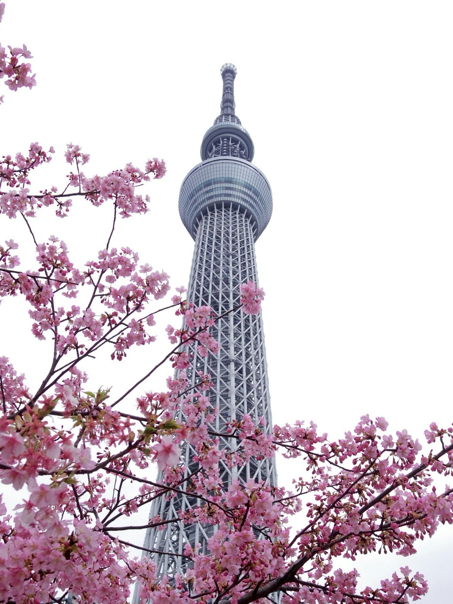 Tokyo Skytree con flores de cerezo en primer plano