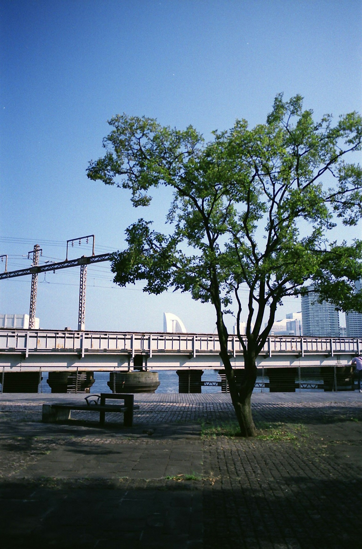 蓝天下一棵绿色的树和桥