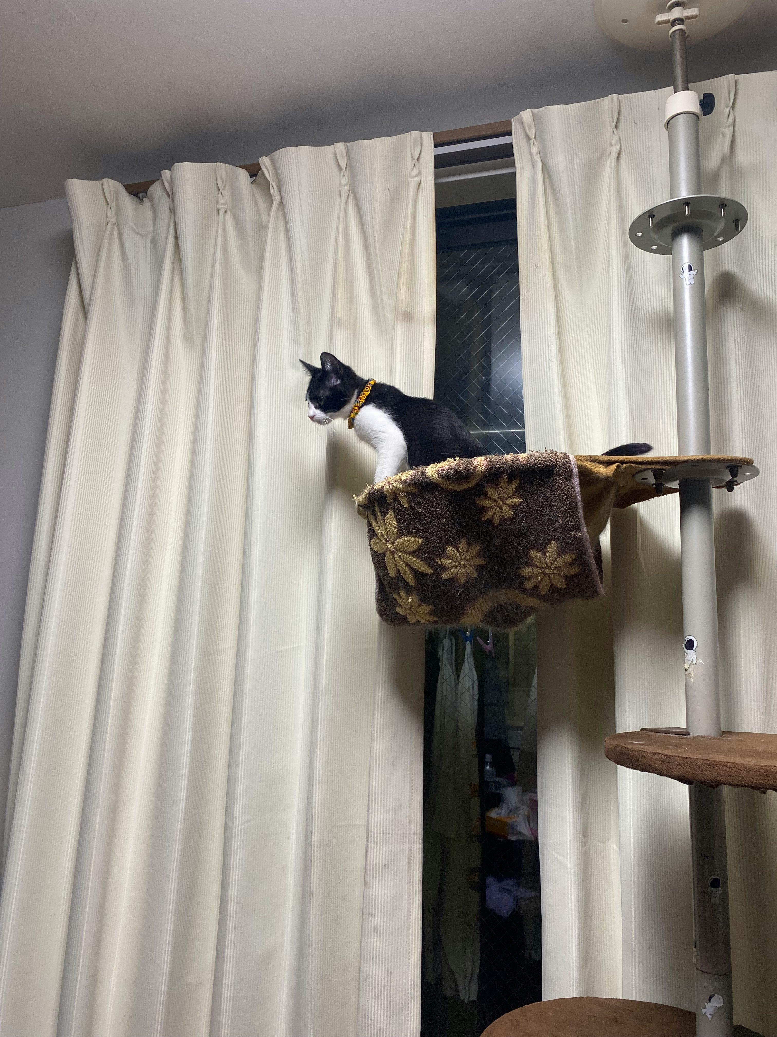 cat on a cat tree in front of curtains