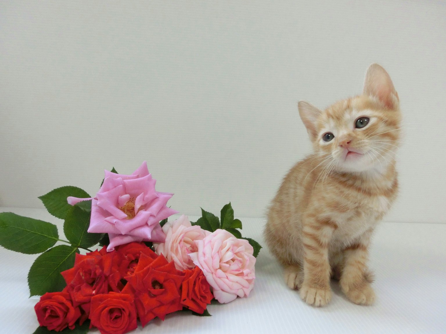 Ein orangefarbener Kätzchen sitzt neben einem bunten Rosenstrauß