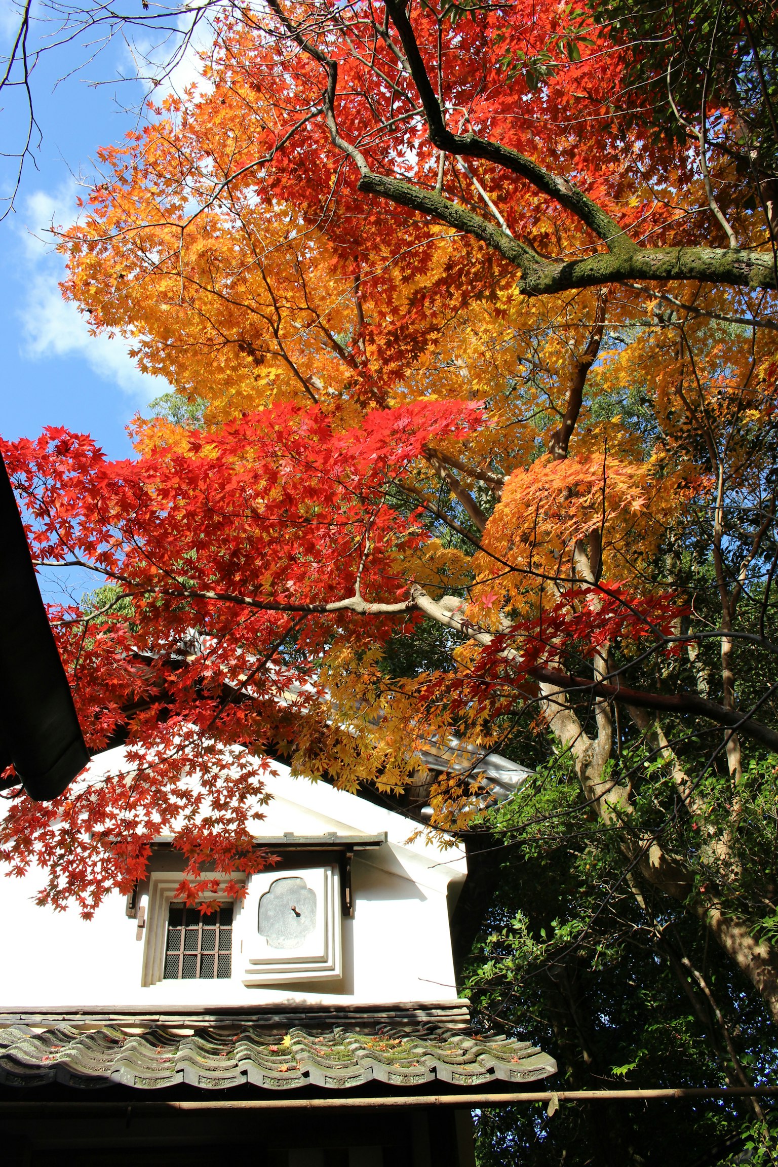 Un paysage avec des feuilles d'automne vibrantes sur des arbres et un bâtiment blanc