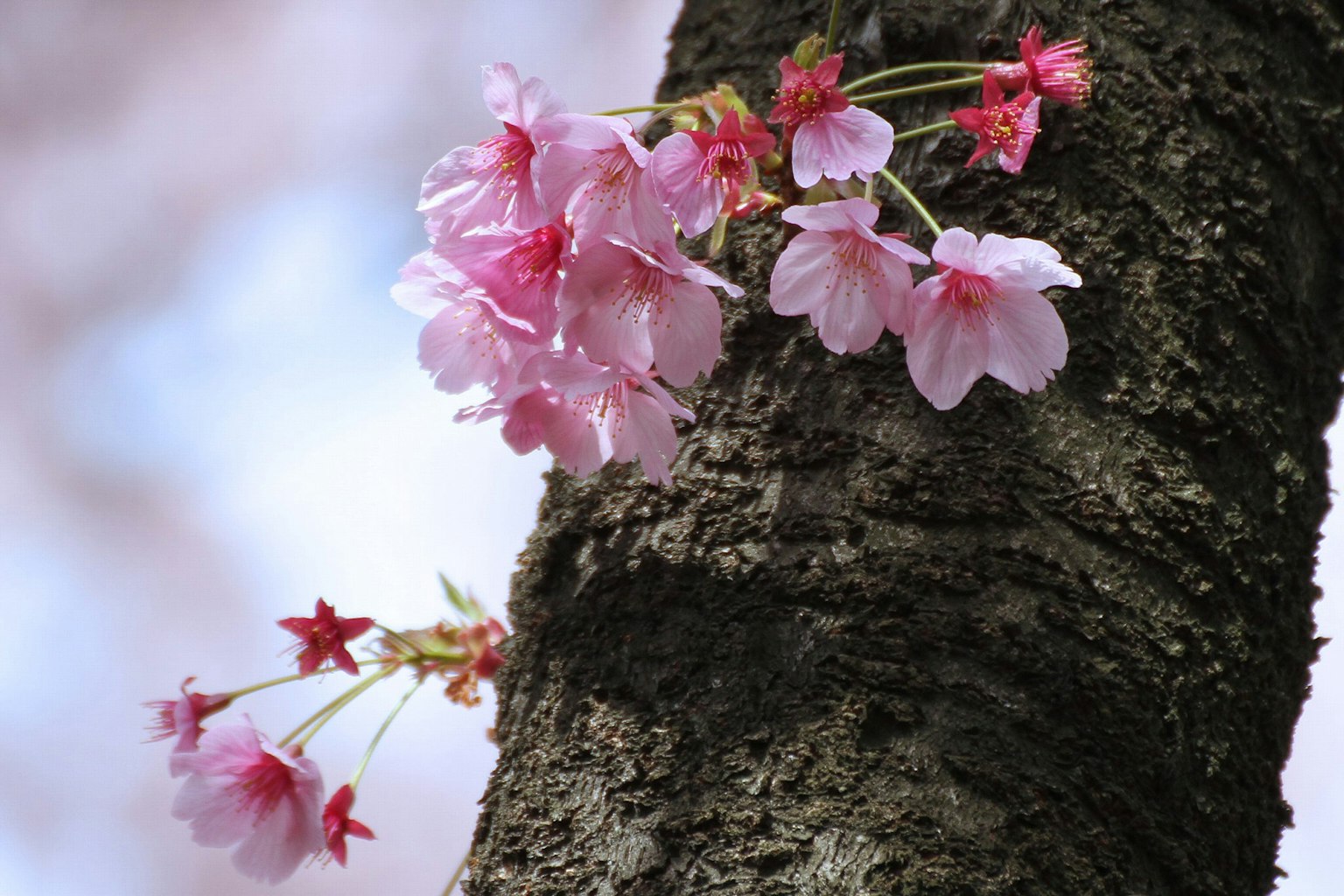 Gros plan de fleurs de cerisier sur un tronc d'arbre