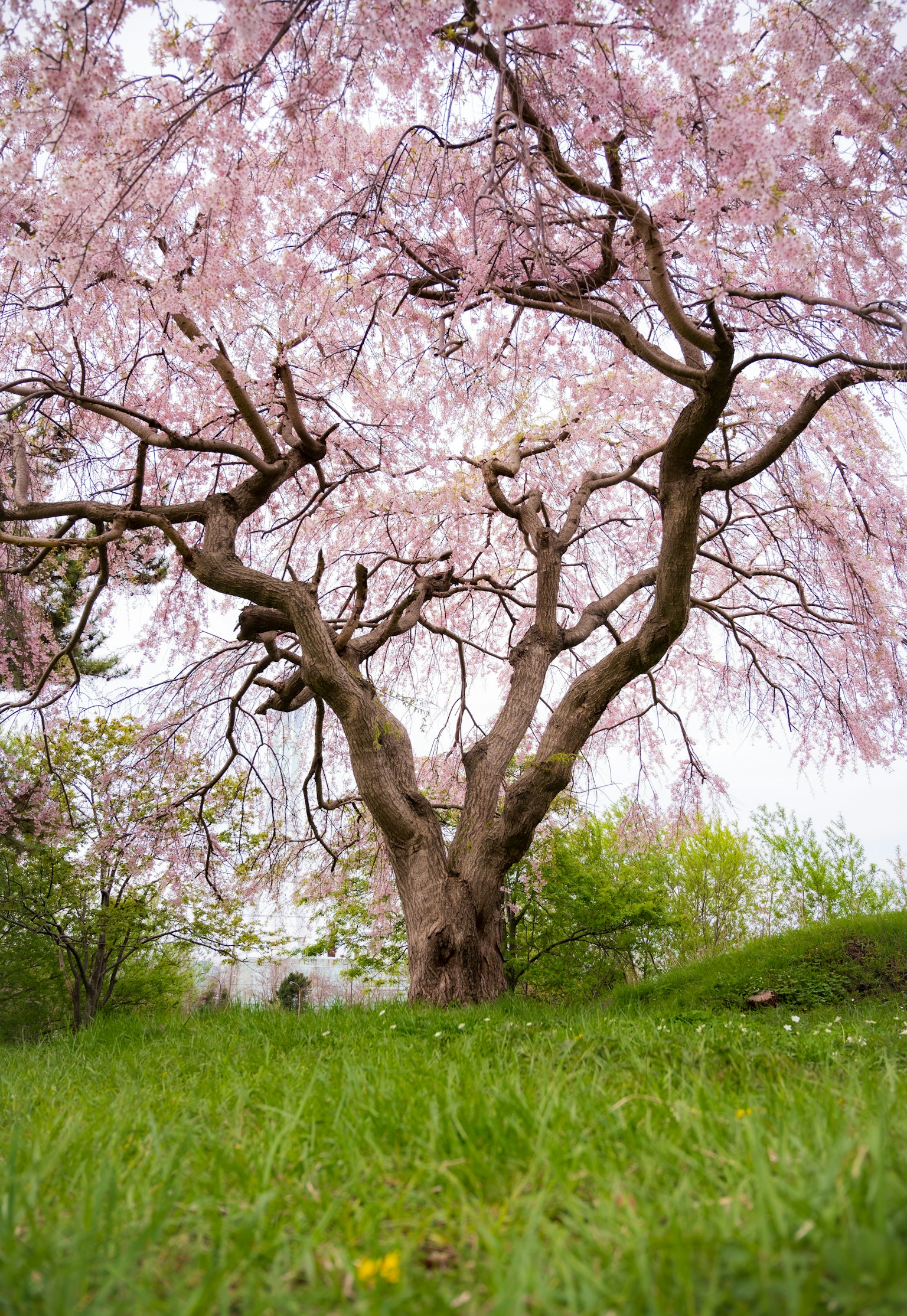 Un bel arbre de cerisier en fleurs se tenant sur l'herbe verte