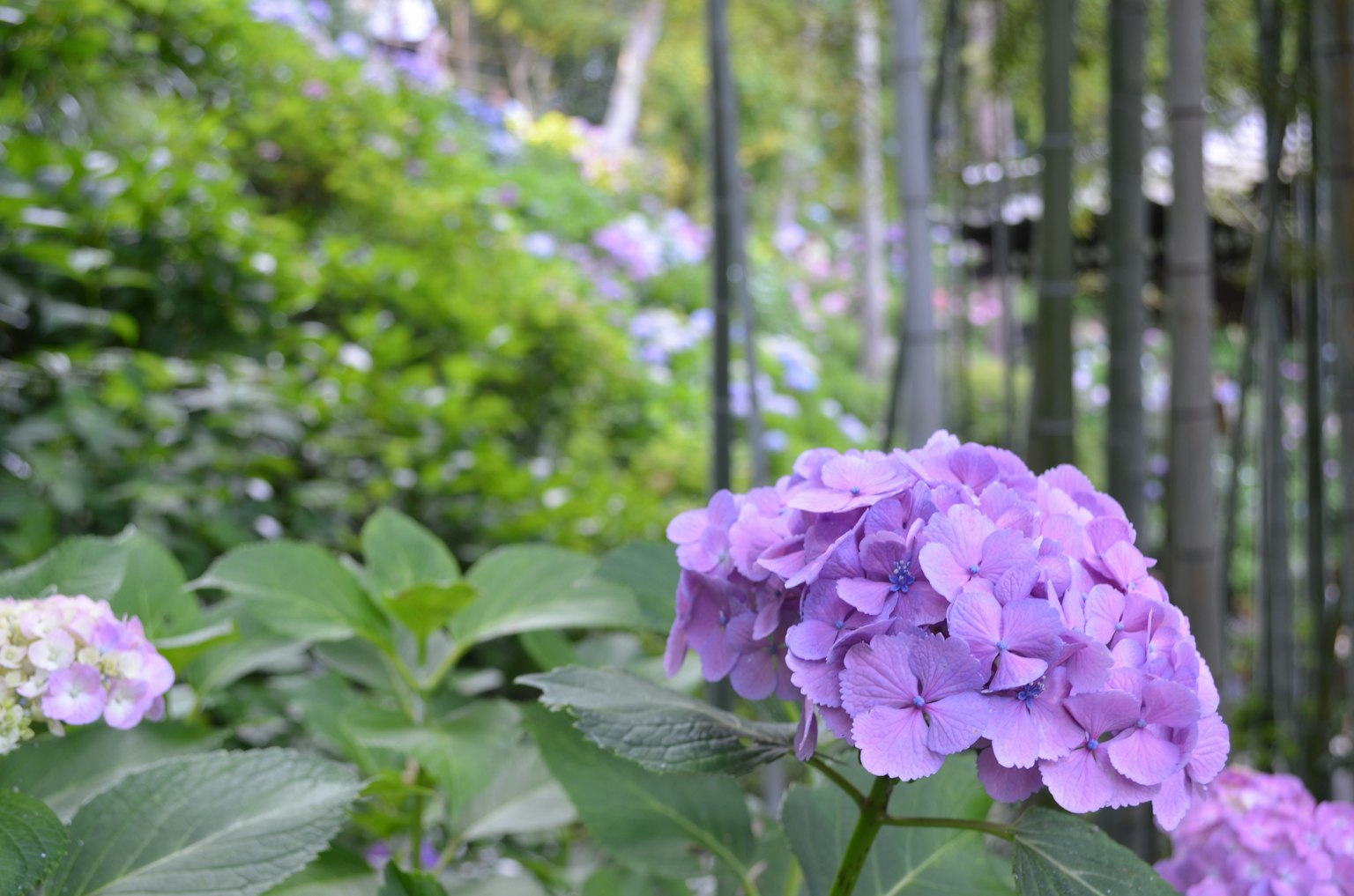 Primo piano di fiori di ortensia viola con fogliame verde lussureggiante sullo sfondo