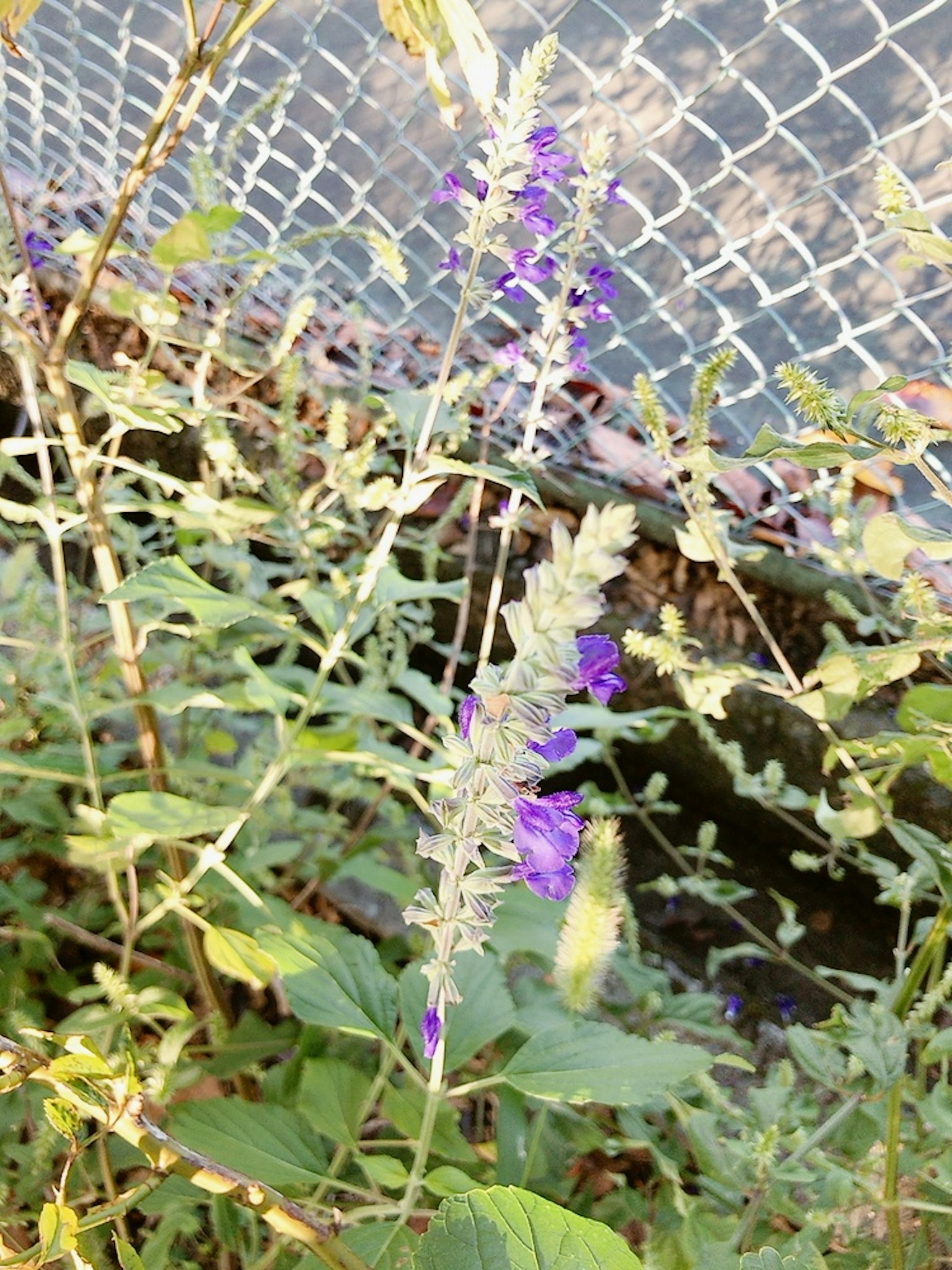 A plant with purple flowers growing near a chain link fence