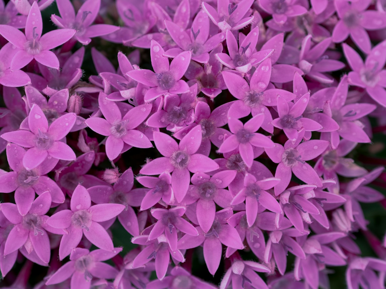 Denso gruppo di fiori a forma di stella viola vivace