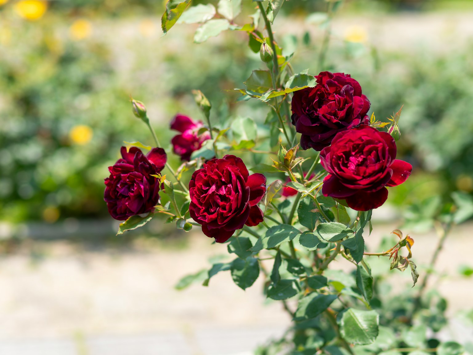 Rose rosse scure in fiore su un gambo verde circondato da foglie