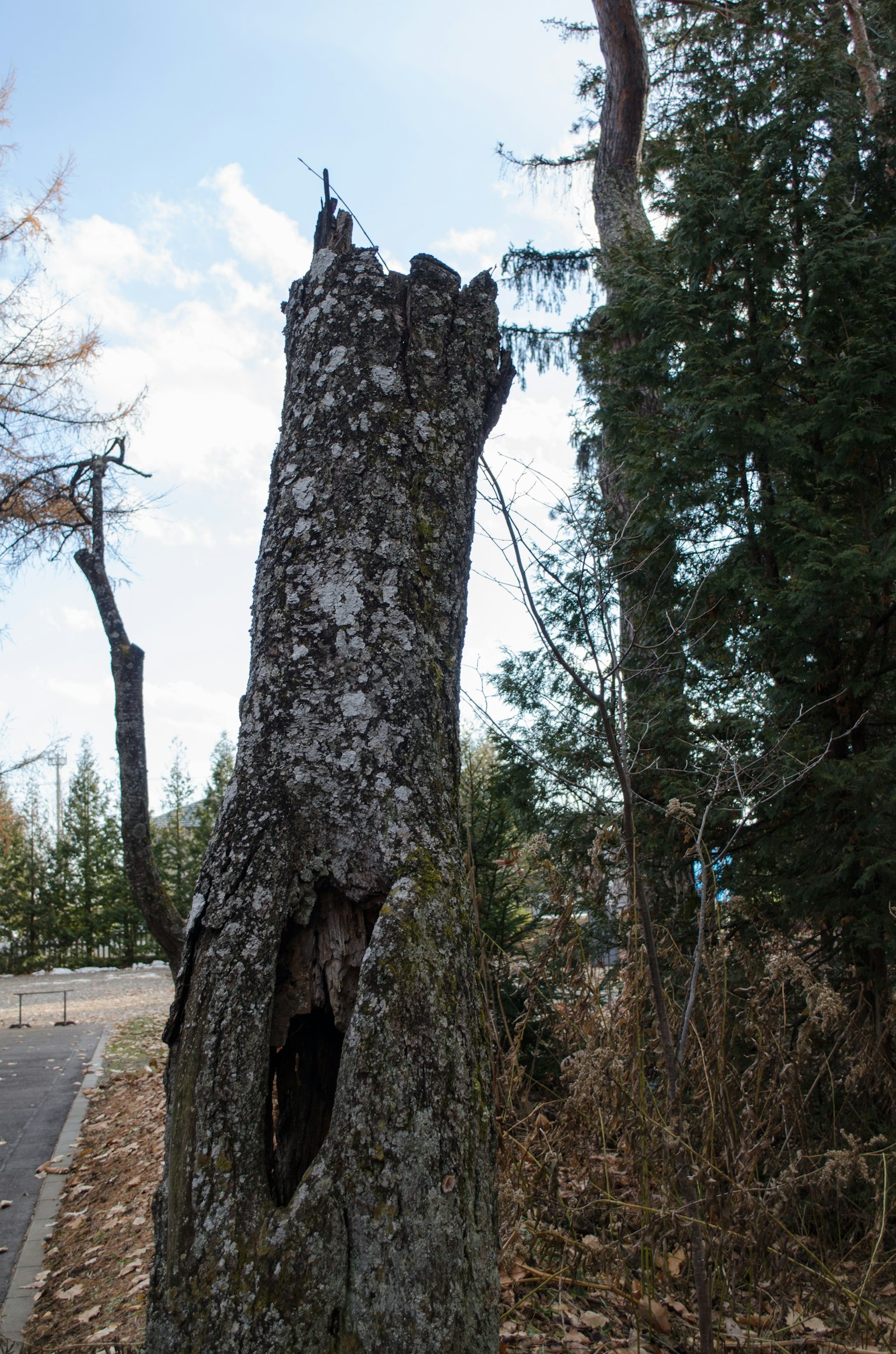 Un ceppo d'albero con una sezione cava circondata da vegetazione