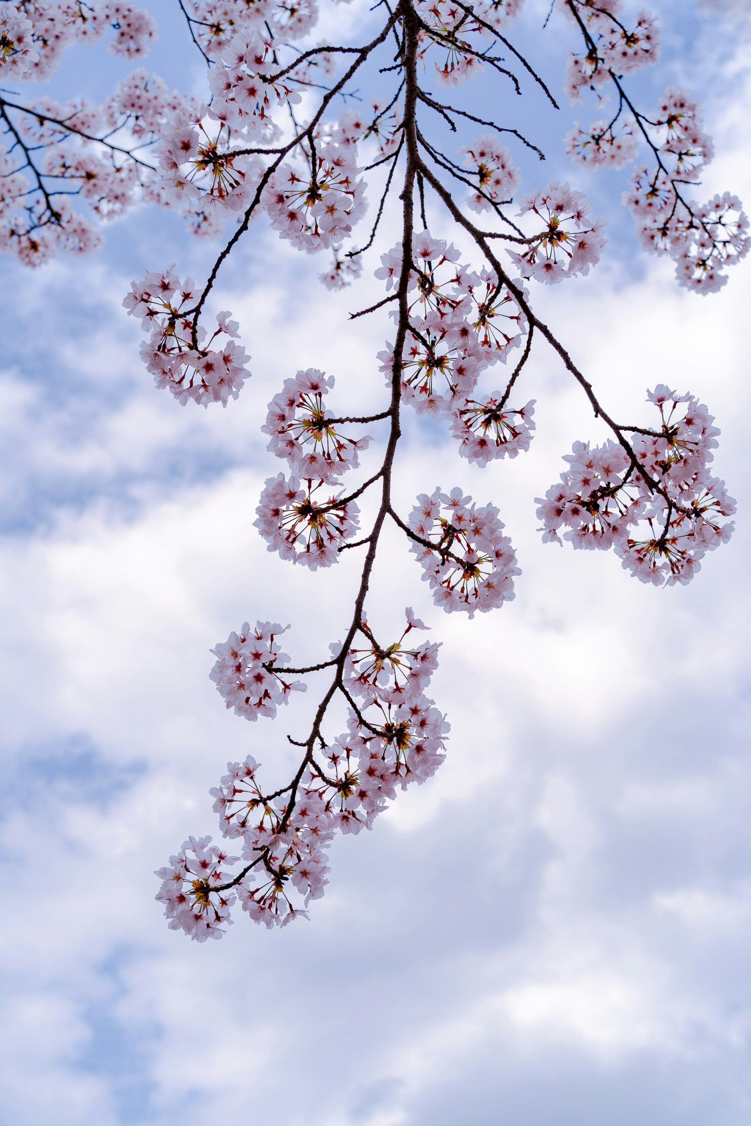 Cherry blossom branch against a blue sky