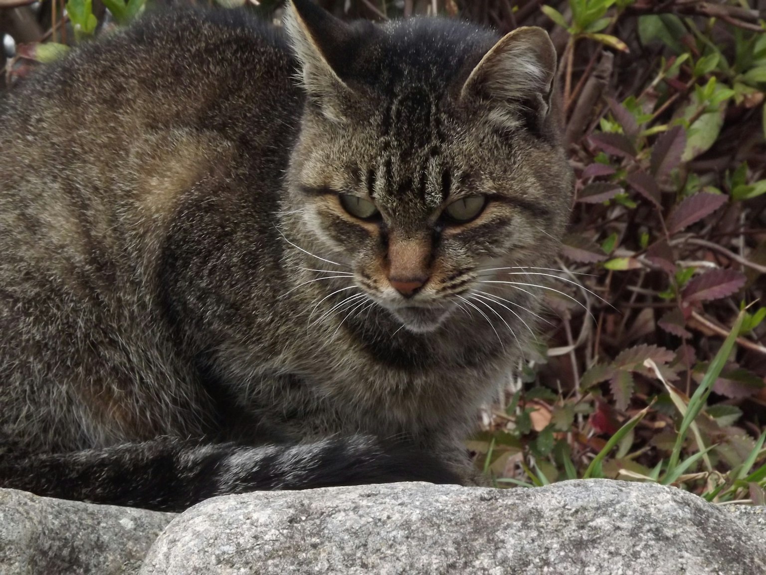 Un gatto selvatico con pelo folto seduto su una pietra