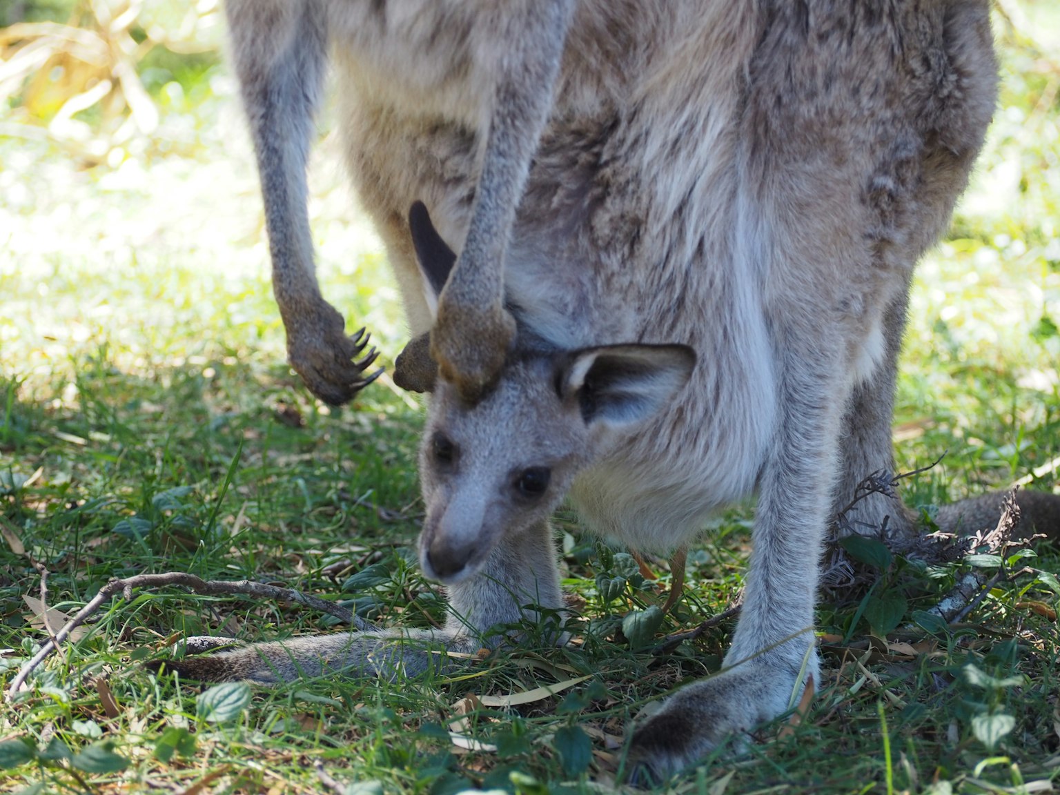Un bébé kangourou sortant de la poche de sa mère