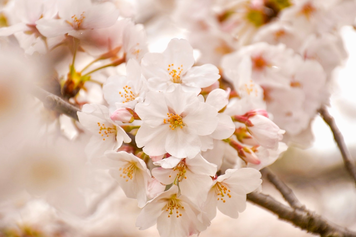 桜の花びらが咲きほころぶ枝先のクローズアップ