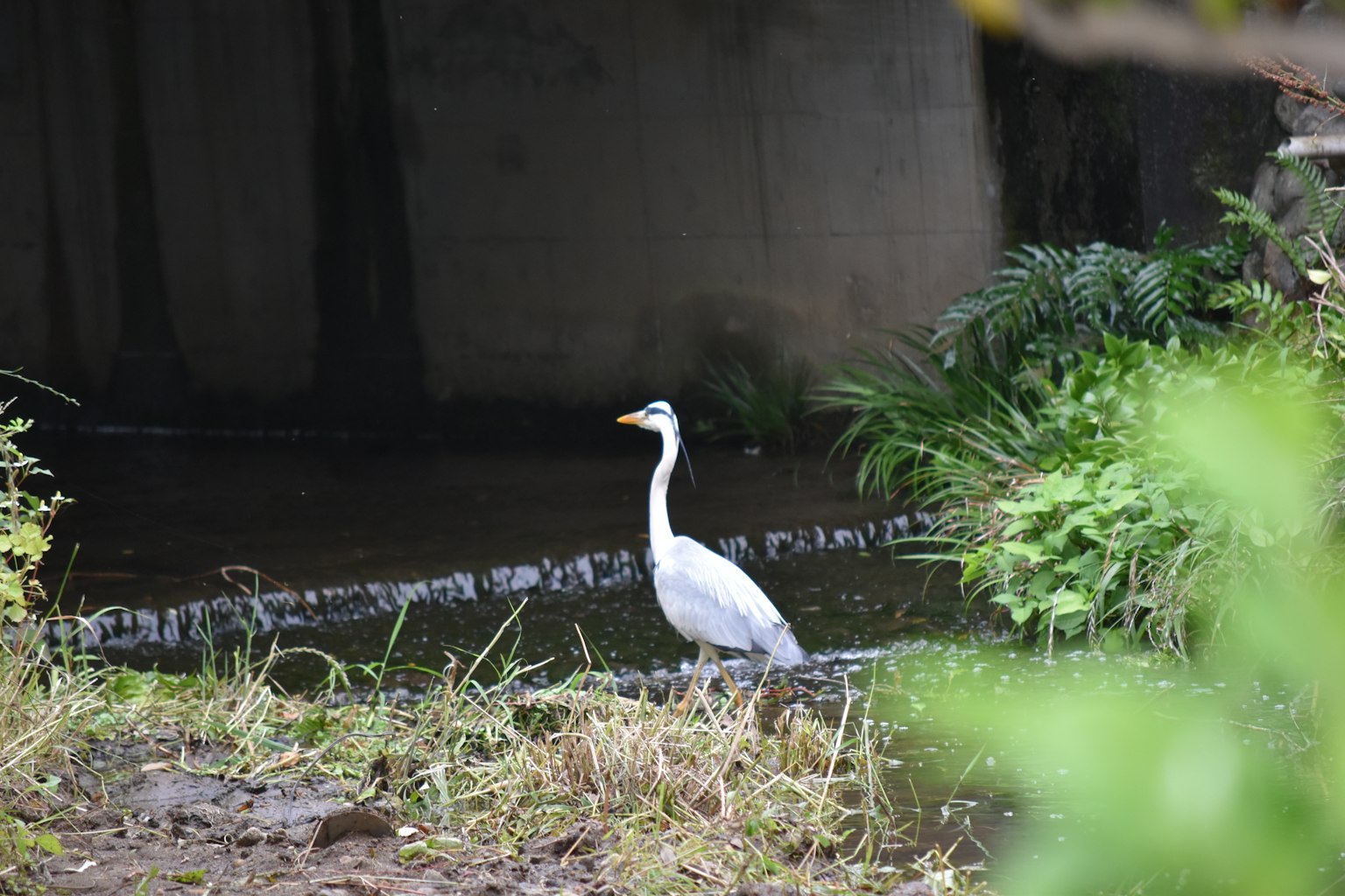 A white heron standing by the water in a lush green setting