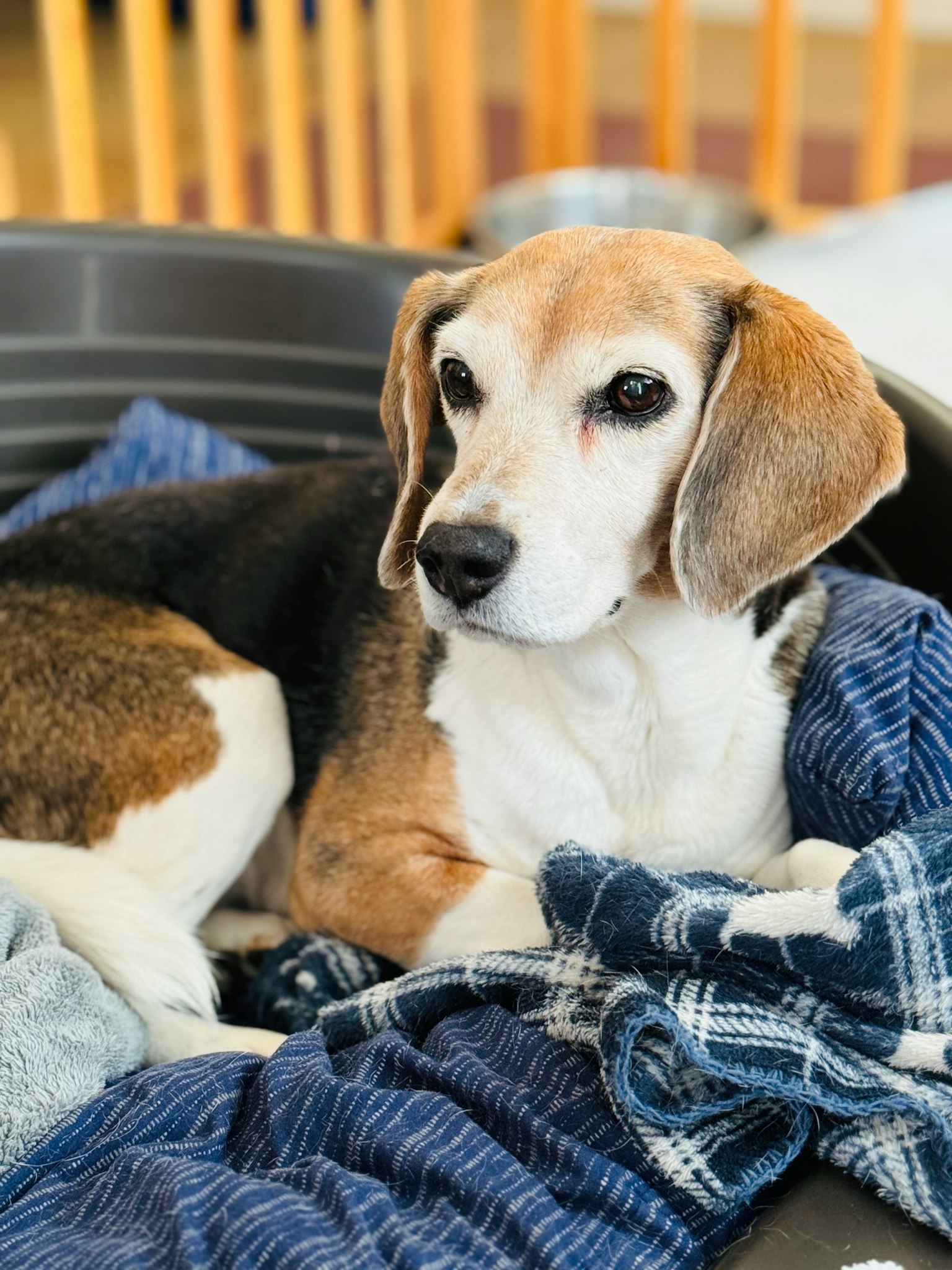 一只米色和黑色的比格犬正在毯子上休息
