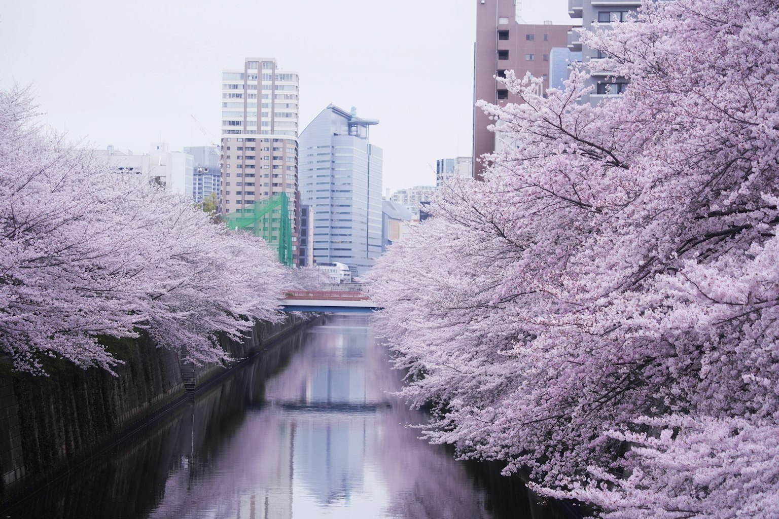 Pohon sakura di sepanjang sungai dengan gedung pencakar langit di latar belakang