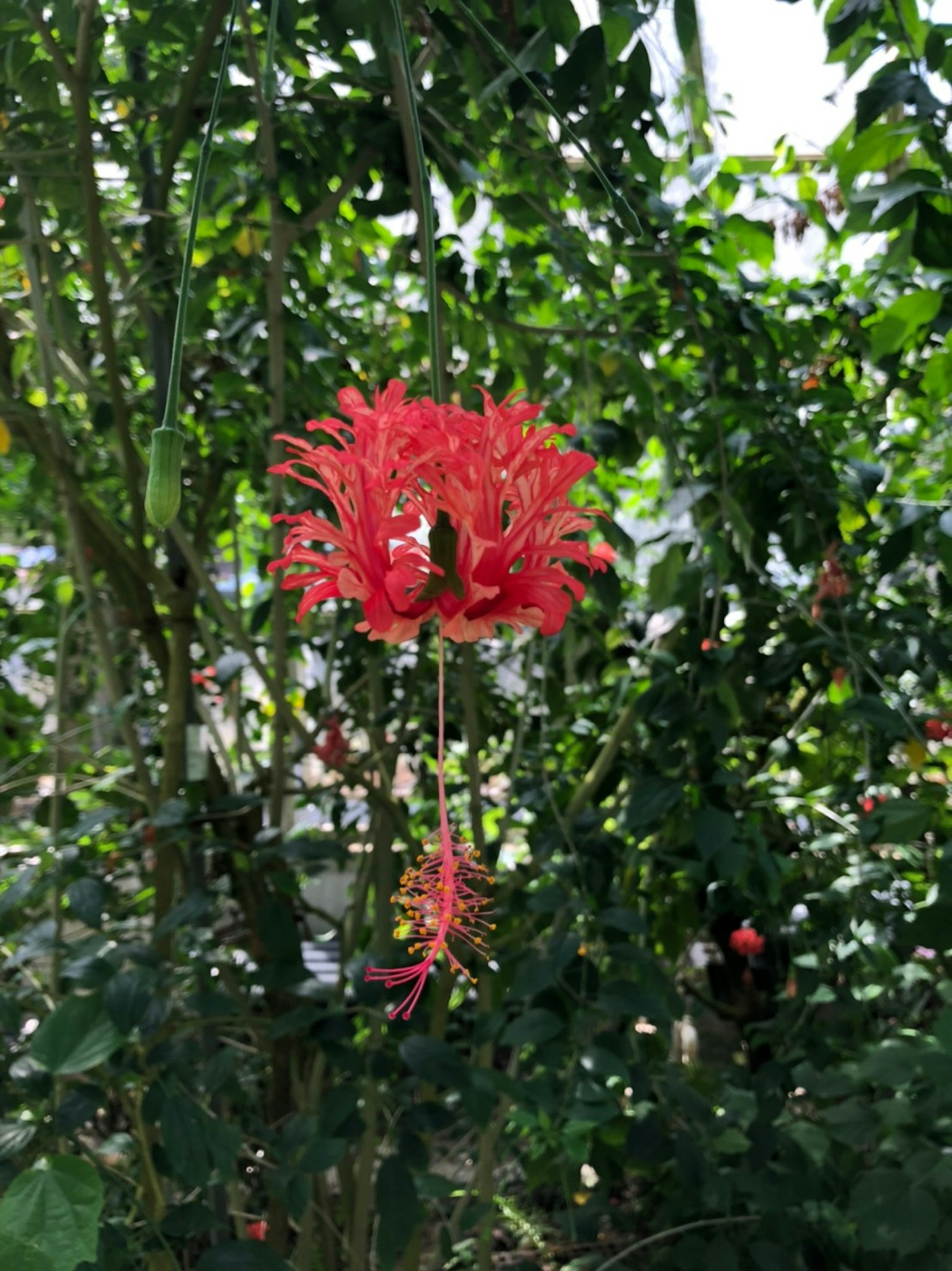 Flor de hibisco rojo brillante colgando entre un follaje verde exuberante