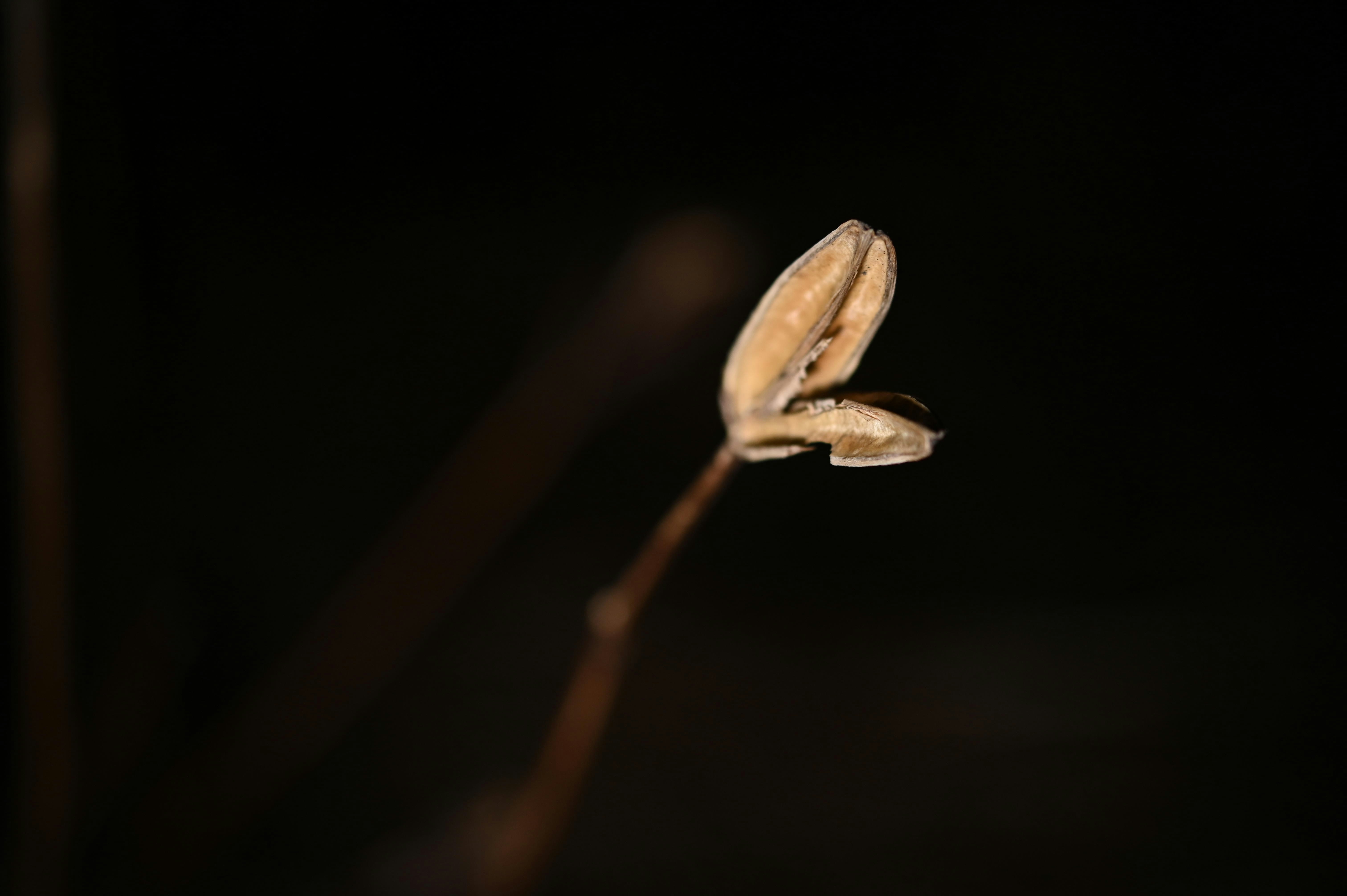 暗い背景に浮かぶ一本の小さな花のつぼみ