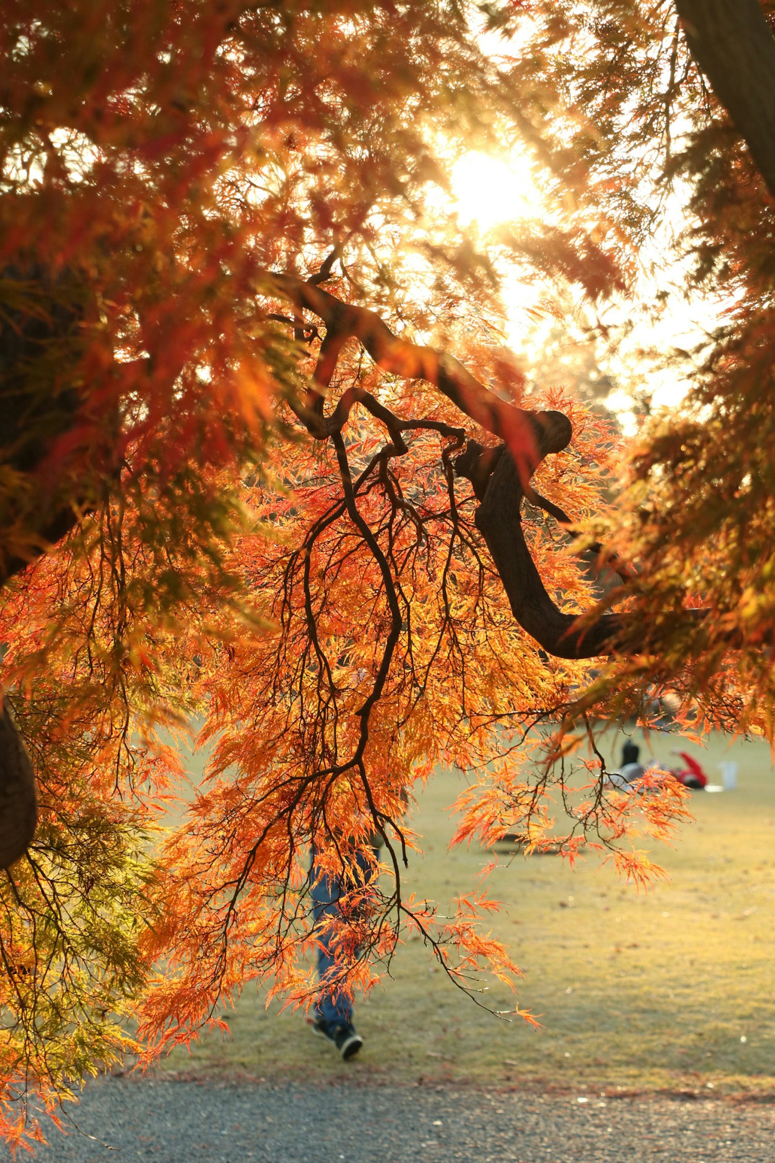 秋の紅葉が美しい公園の風景 日差しが差し込む中で人々が散歩している