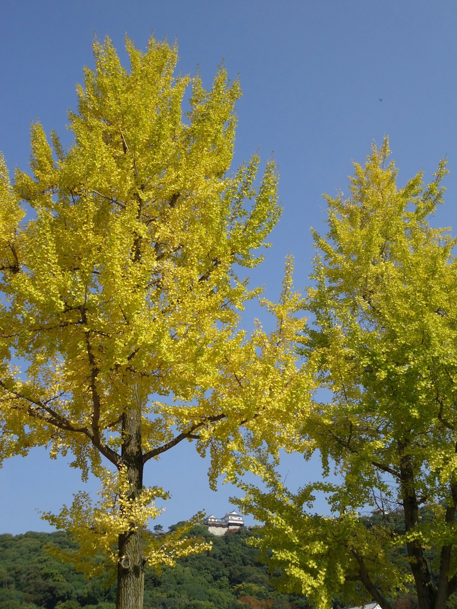 Alberi di ginkgo gialli brillanti sotto un cielo azzurro