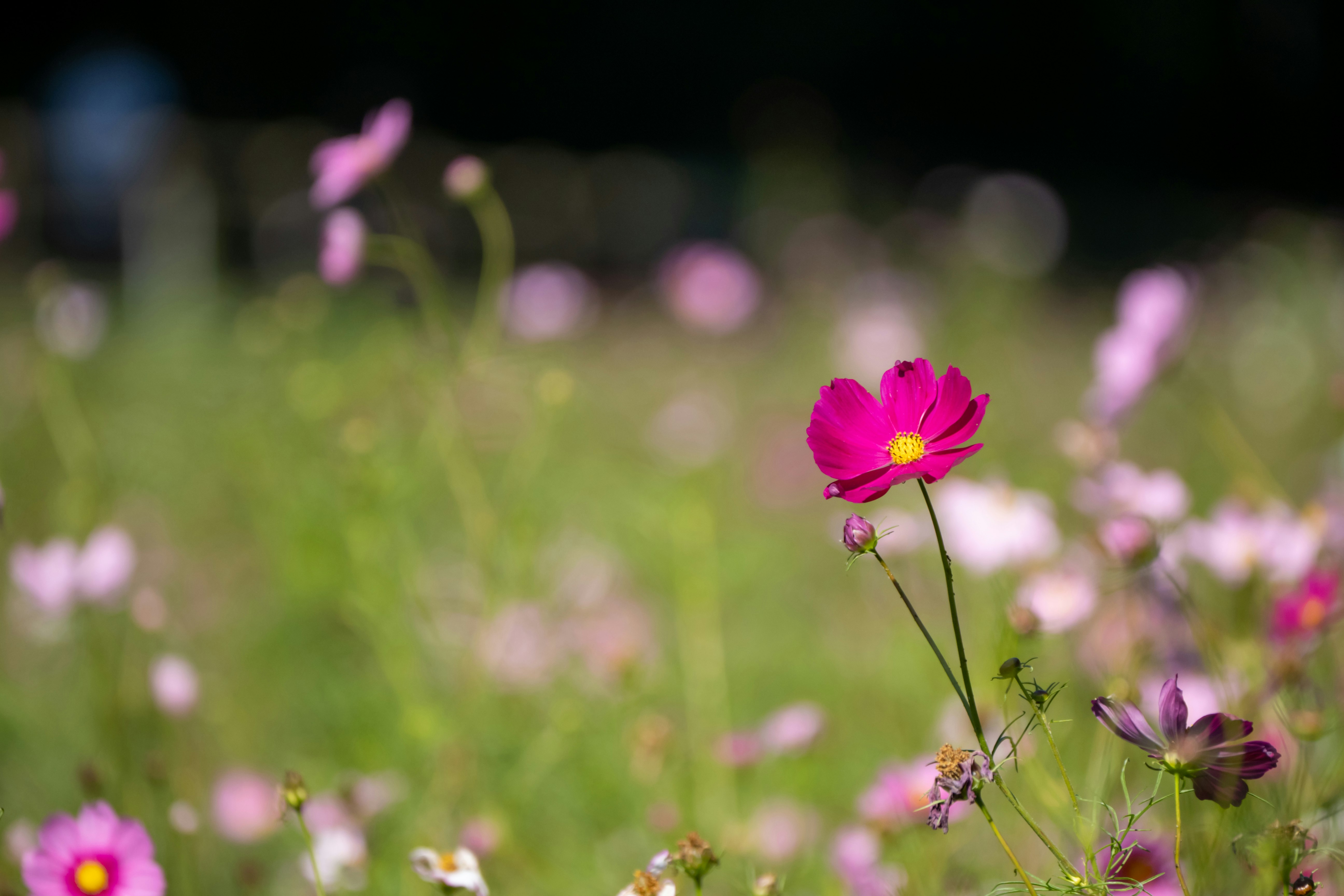 草地に咲くコスモスの花