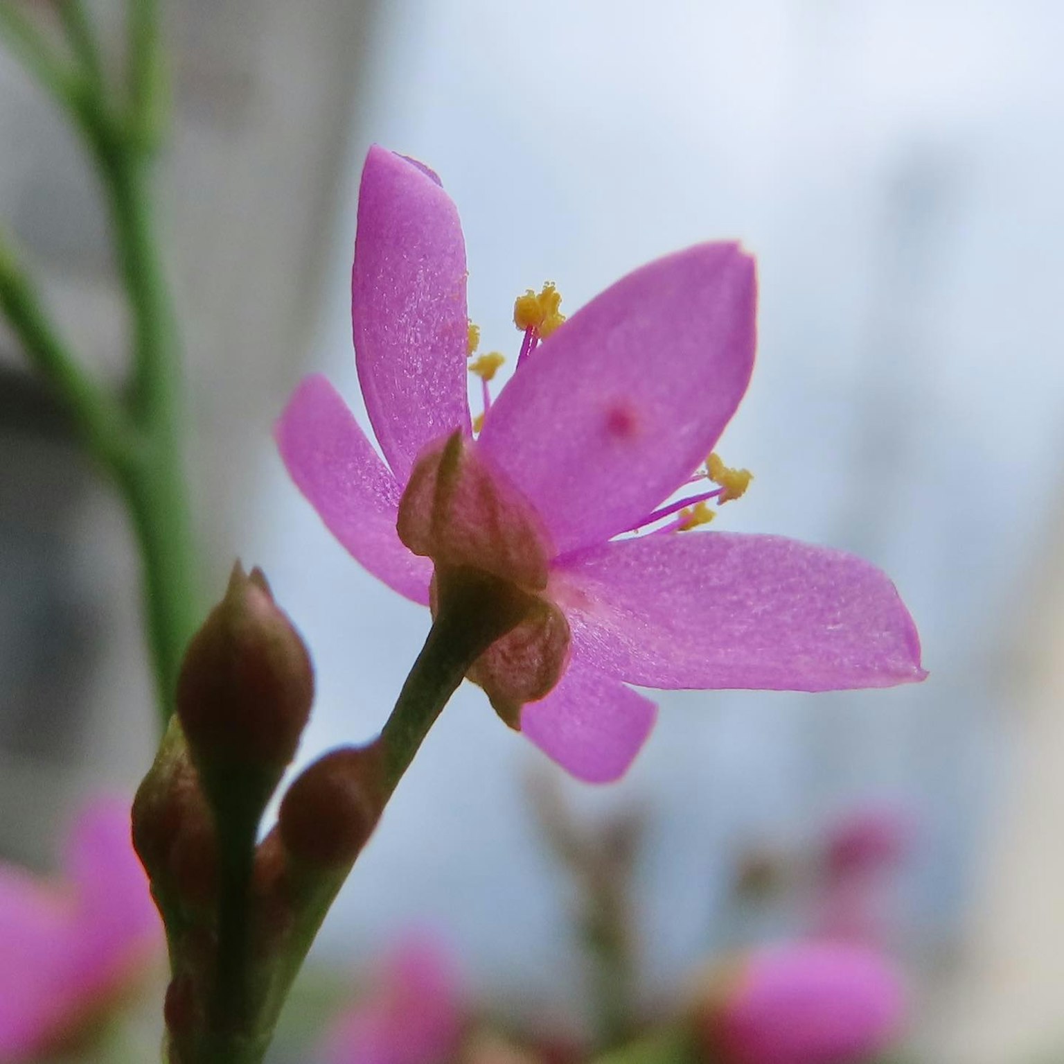 Close-up of a vibrant pink flower with yellow stamens