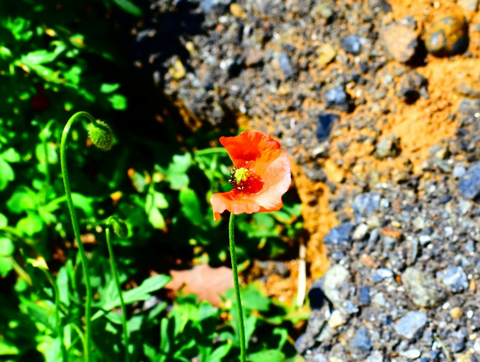 Una flor roja de pie entre la hierba verde