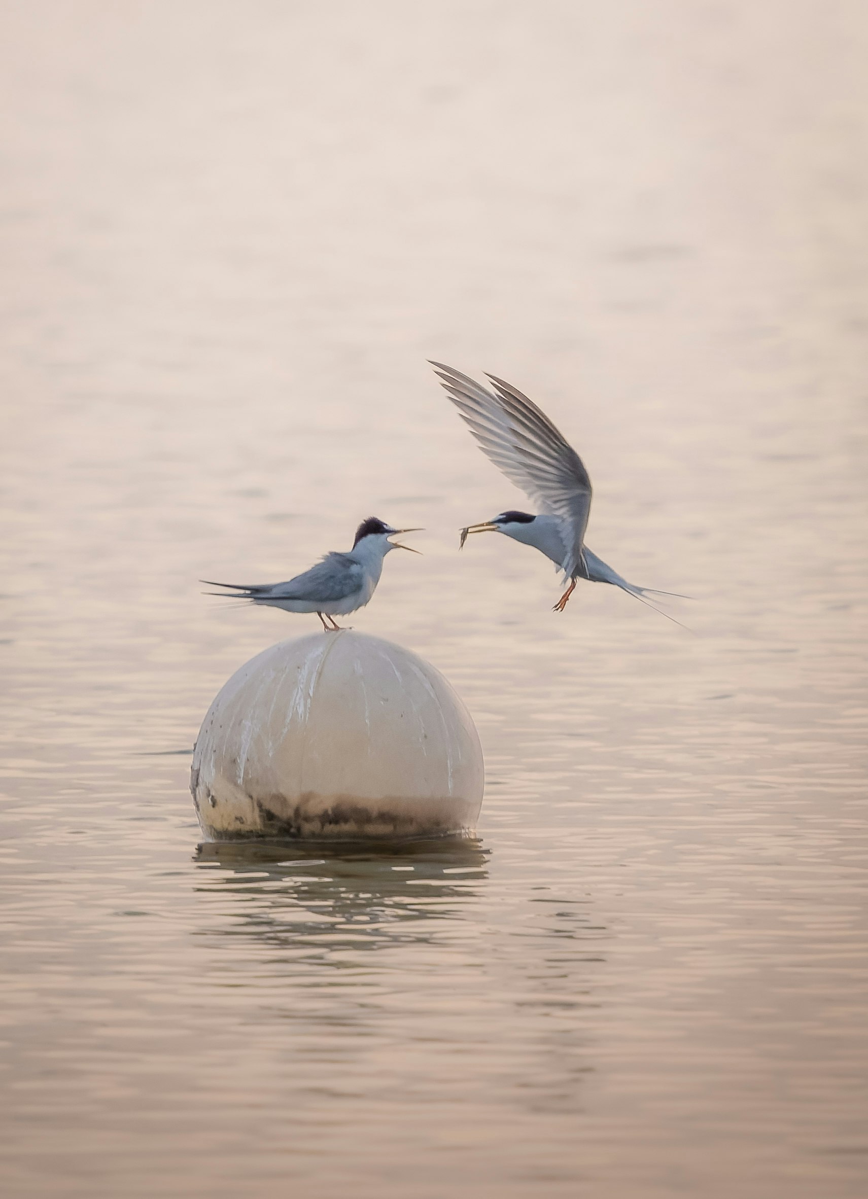 水面に浮かぶ卵と魚を狙う鳥の求愛行動