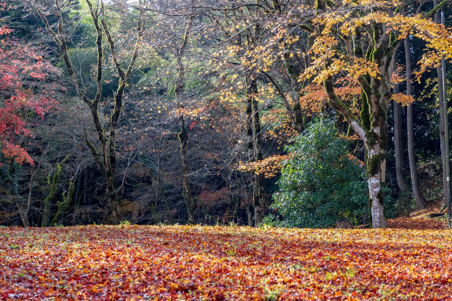 Foresta autunnale con fogliame colorato e tappeto di foglie cadute