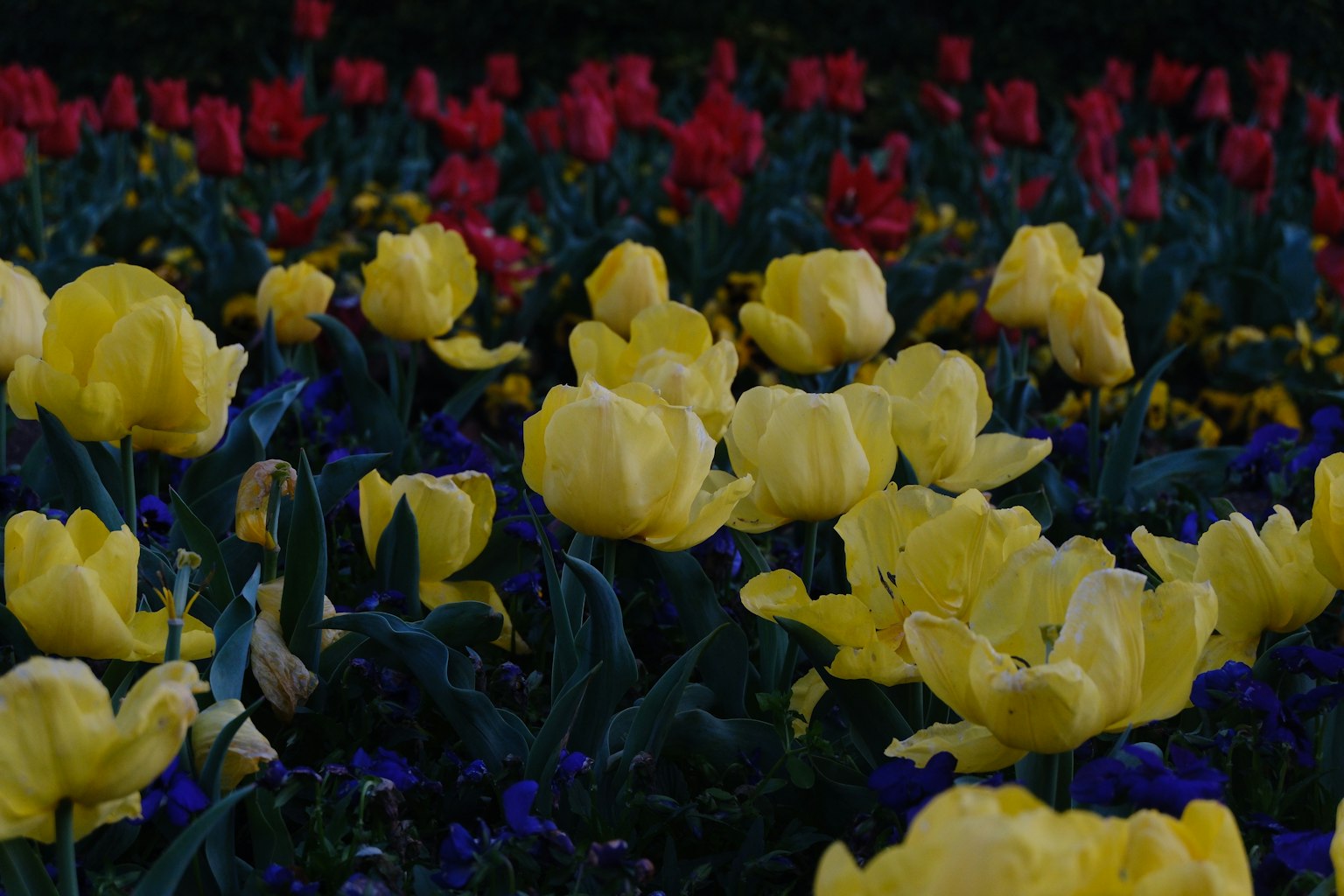 五彩斑斓的郁金香花坛特写，前景中突出黄色郁金香