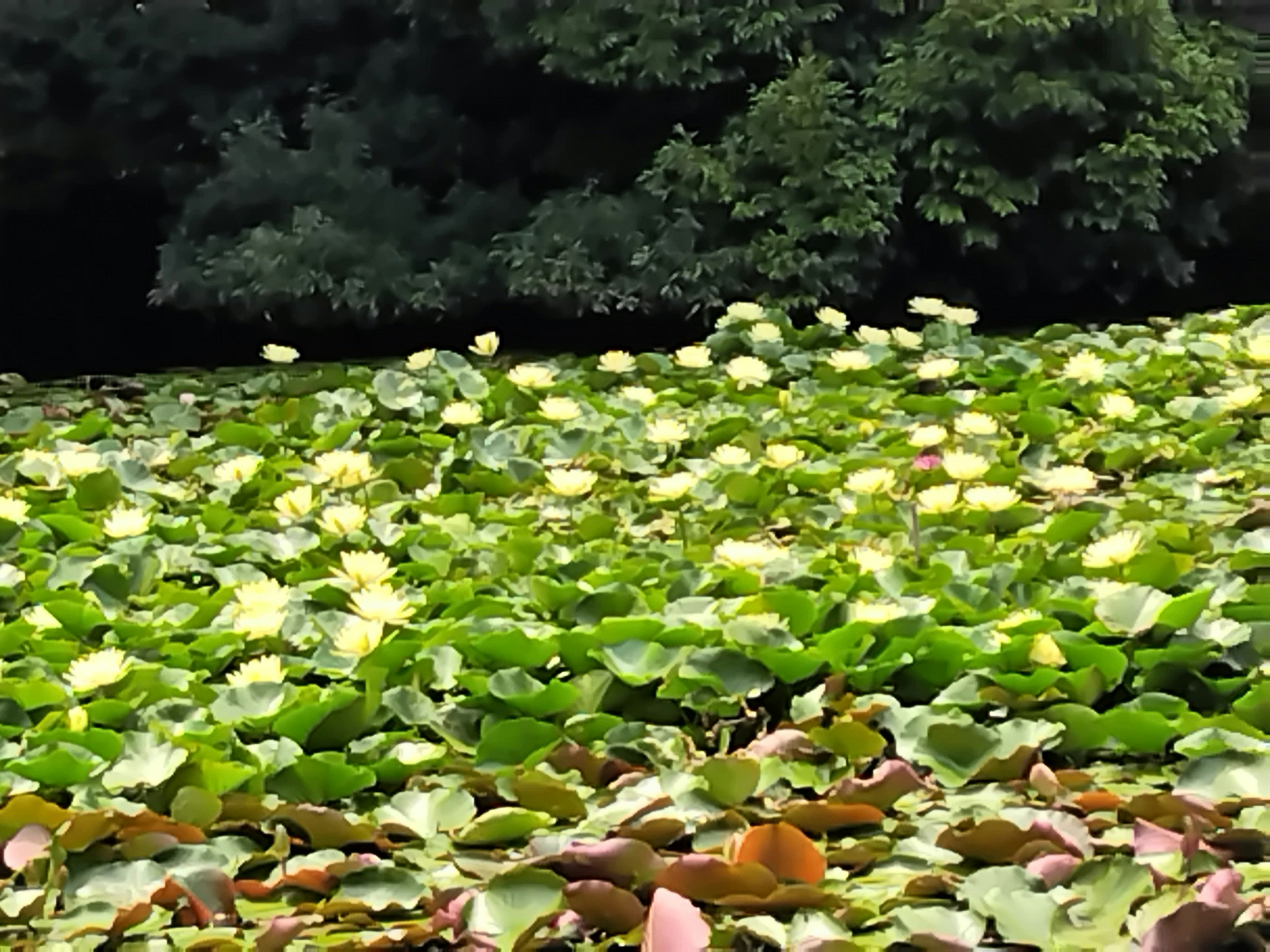 池一面に広がる蓮の葉と花