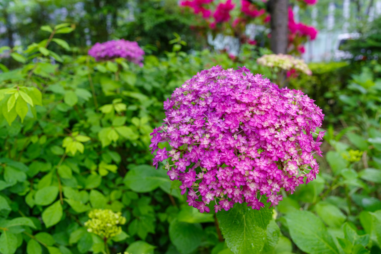 Beautiful pink flower in a lush garden with vibrant greenery