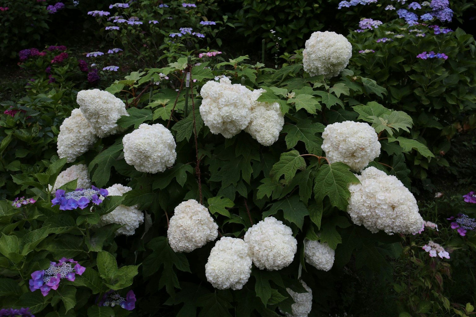 美丽的花园，白色开花灌木和周围的紫色花朵