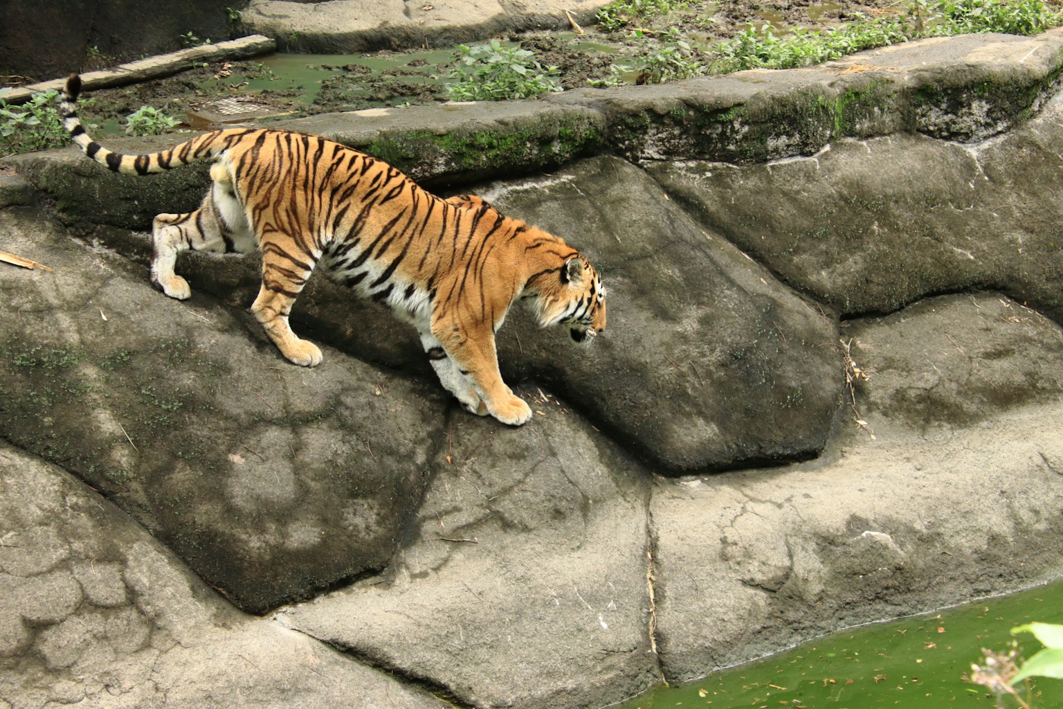 Tigre caminando sobre rocas cerca del agua verde