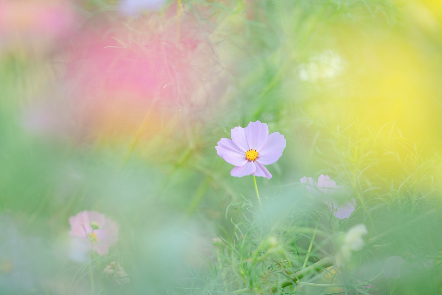 Ein unscharfes Blumenfeld mit einer herausragenden blasslila Blume in der Mitte