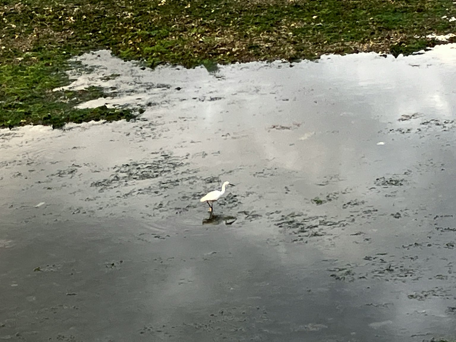 Un oiseau blanc se tenant dans une zone humide