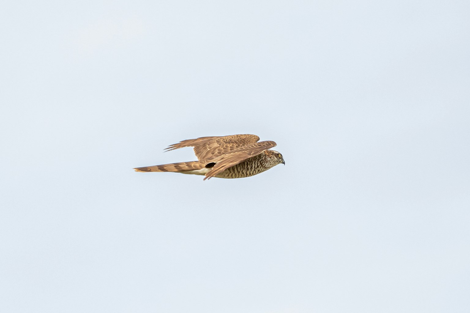 Imagen de un pájaro marrón volando en el cielo