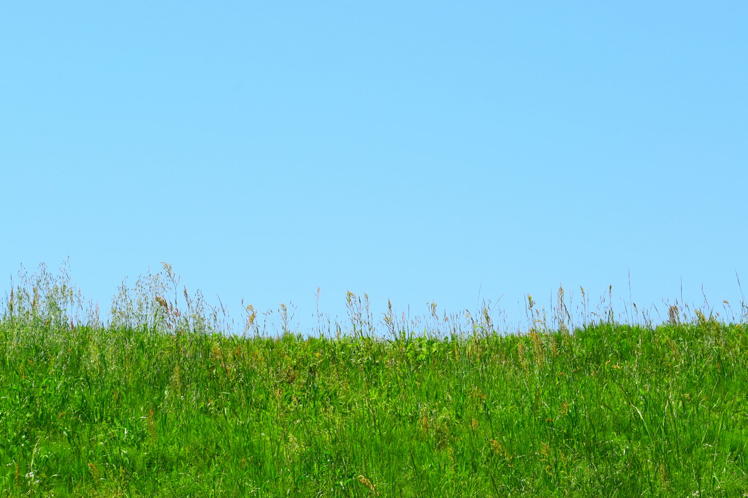 Paisaje simple con cielo azul y hierba verde