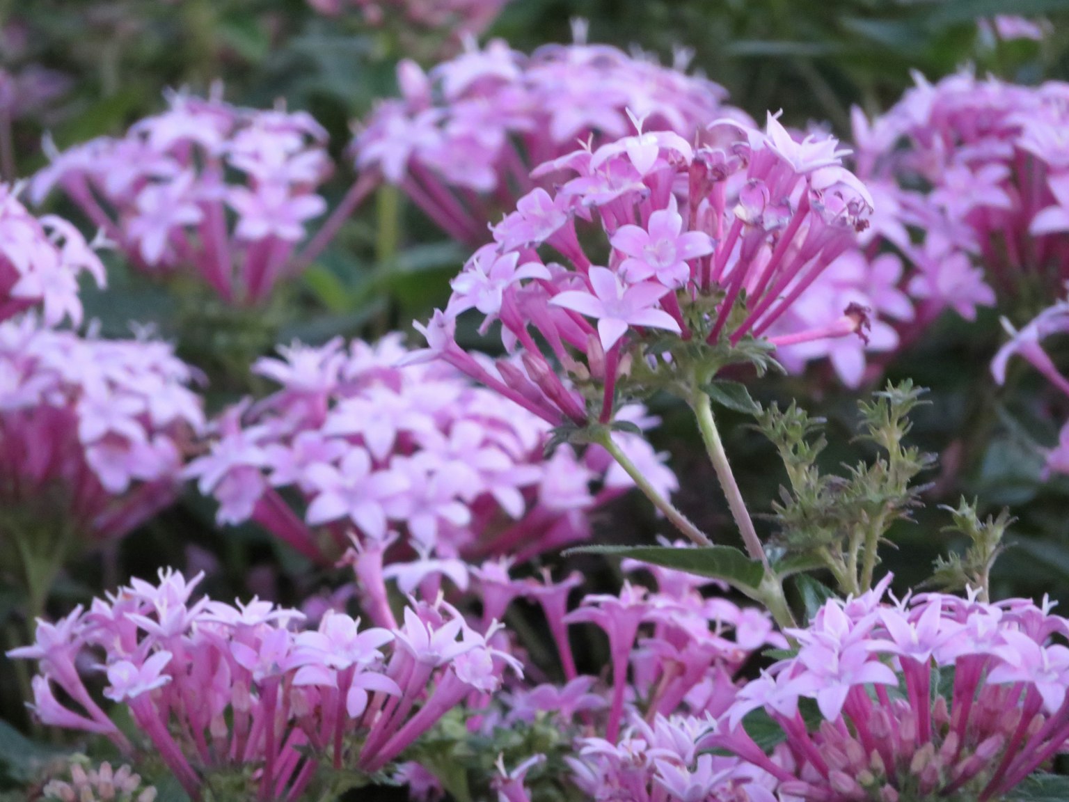 Gros plan de fleurs roses vives en pleine floraison
