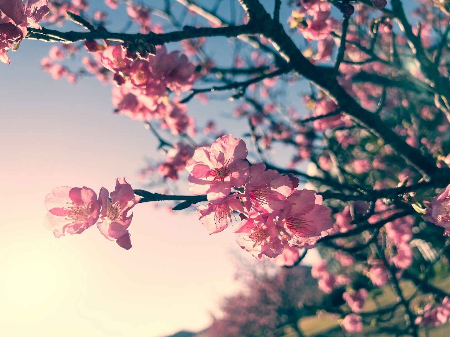 樱花盛开的树枝特写在柔和的光线和明亮的天空下