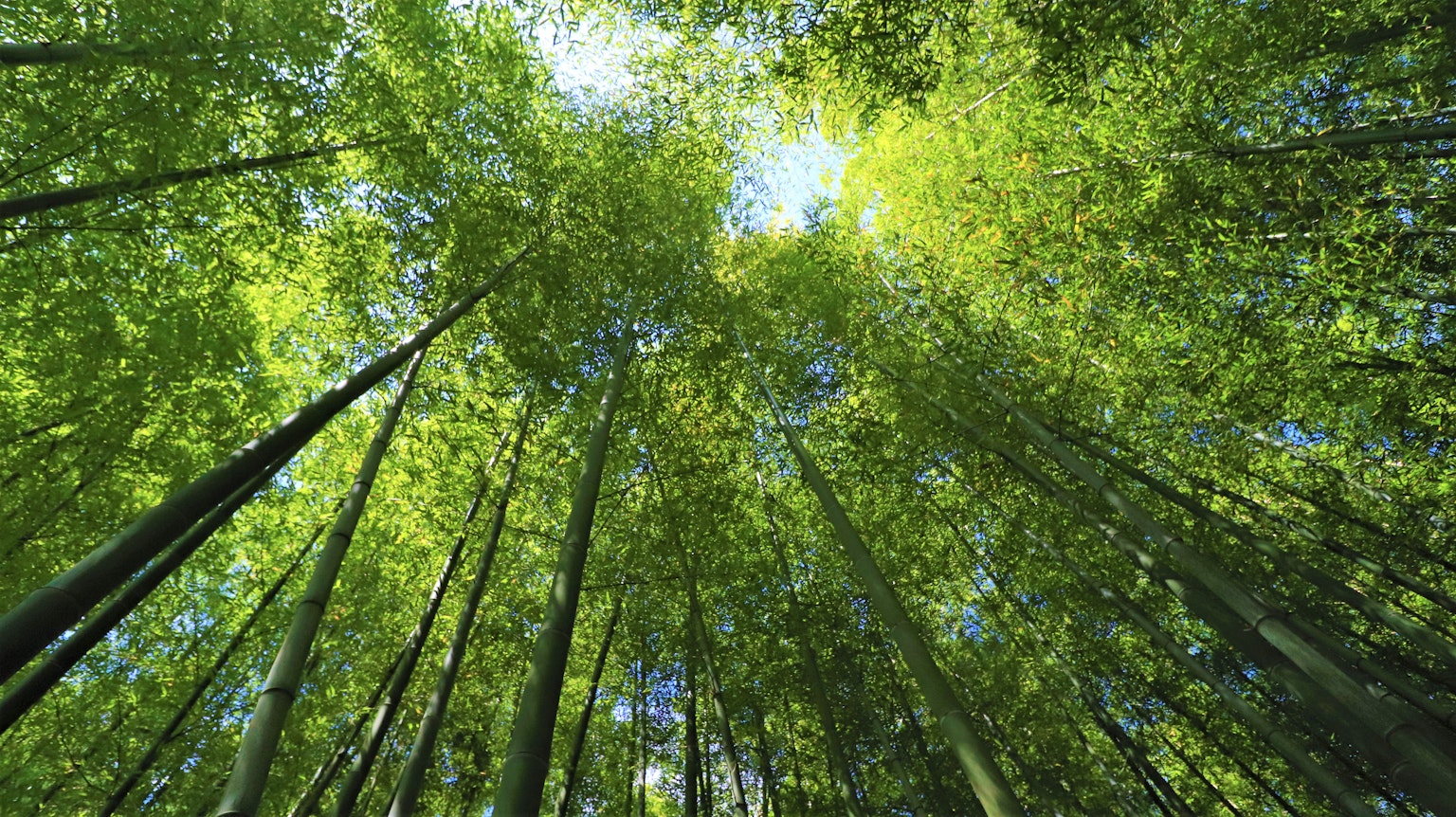 仰望葱鬱竹林，明亮綠色的葉子與藍天