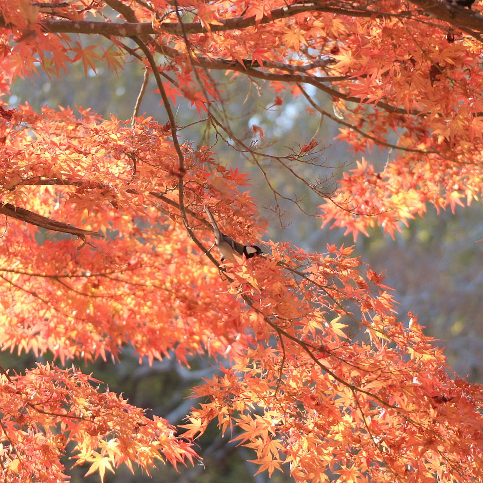 Feuilles d'automne vibrantes sur des branches d'arbre