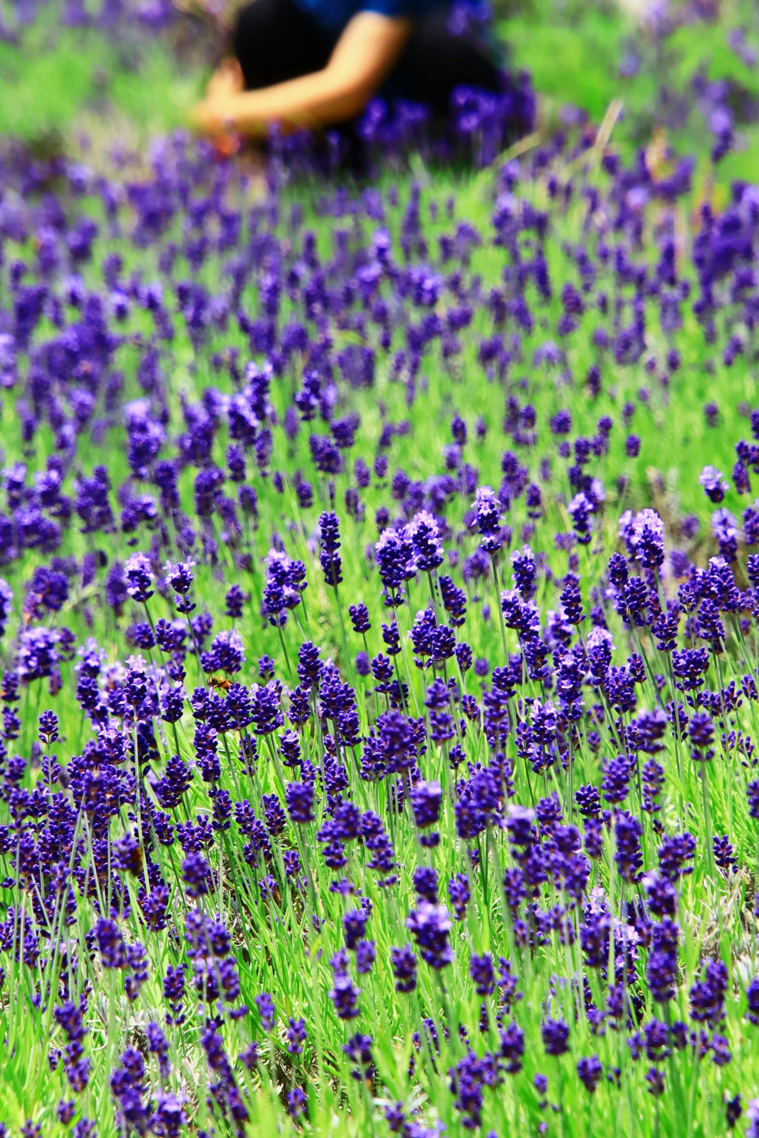 Person arbeitet in einem Feld mit lila Lavendelblumen