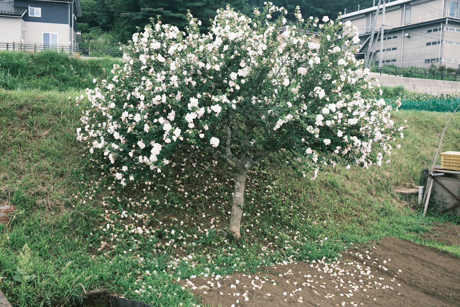 Tree covered in white flowers with fallen petals on the ground