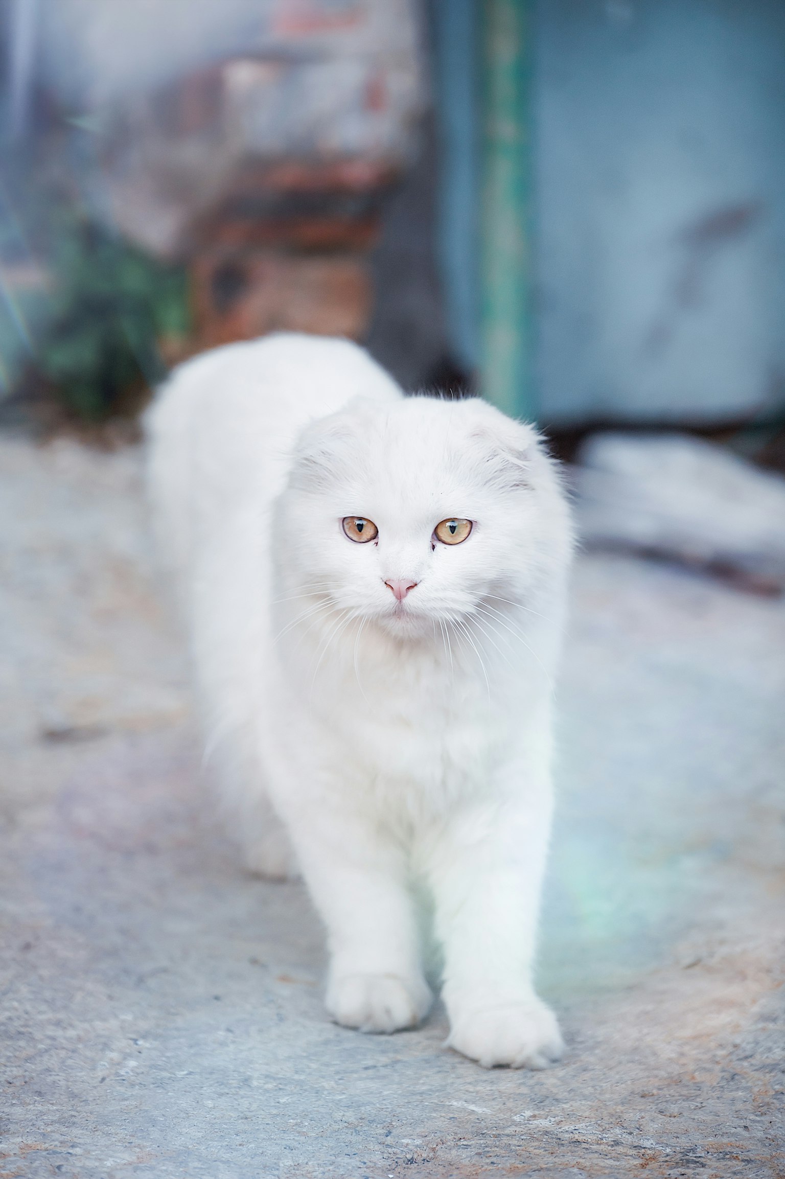 Kucing putih berjalan di jalan