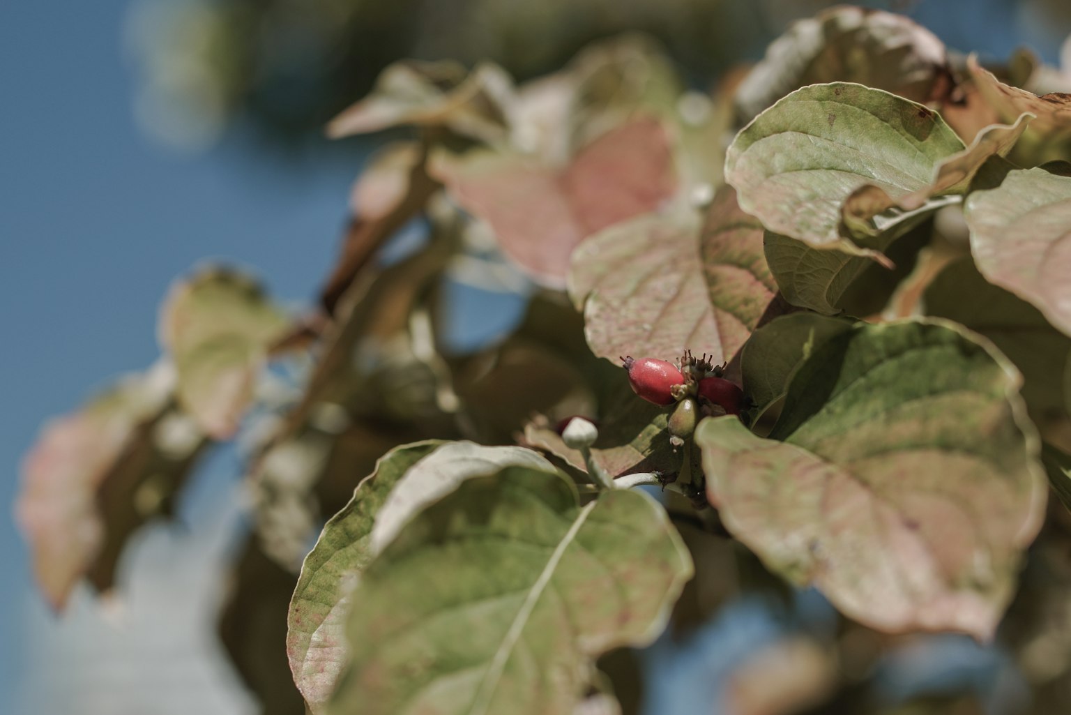 Gros plan sur des feuilles avec un fruit rouge sous le ciel bleu